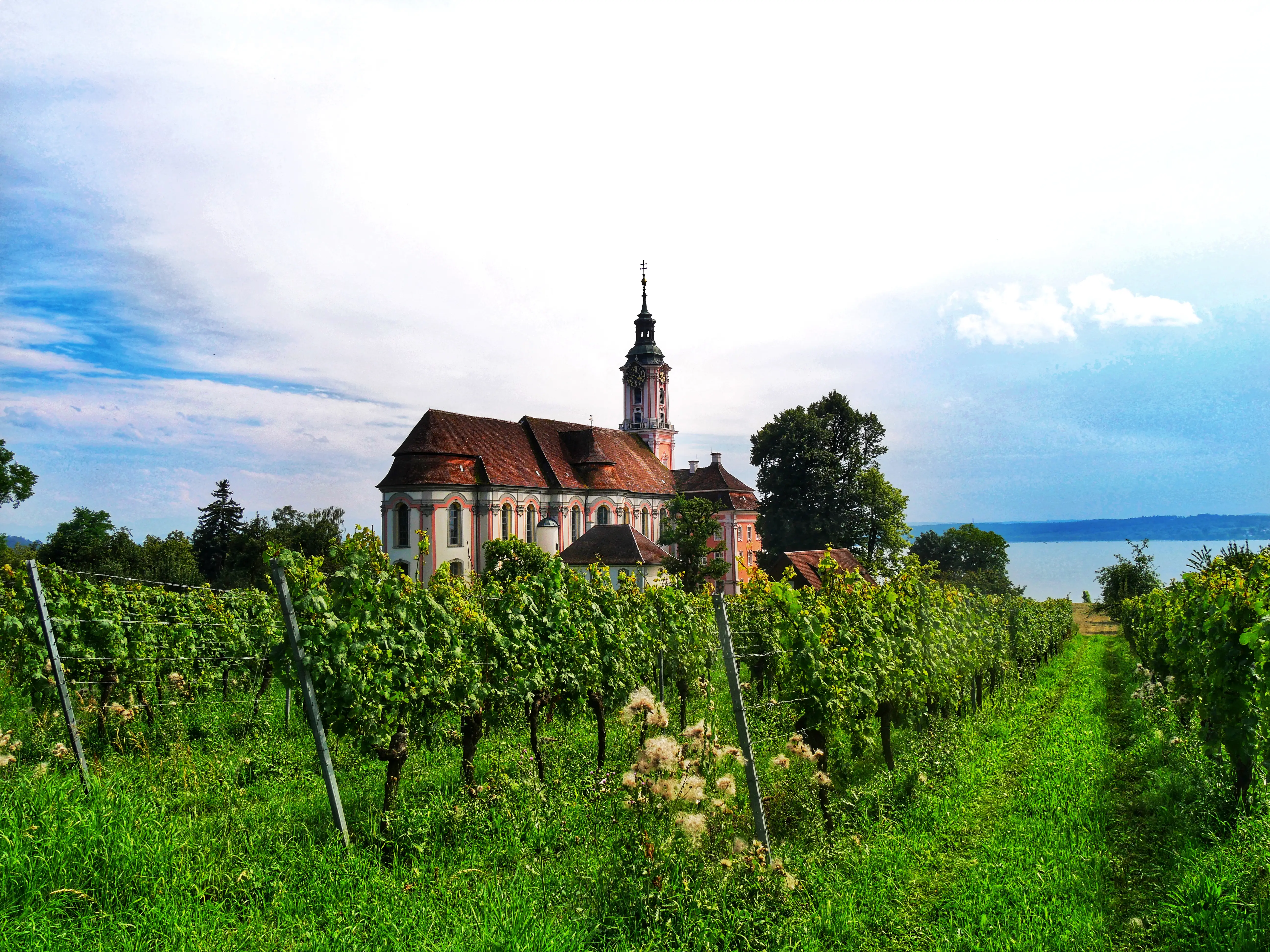 Die Kirche Birnau bei Uhldingen-Mühlhofen ist von Weinhängen umgeben.