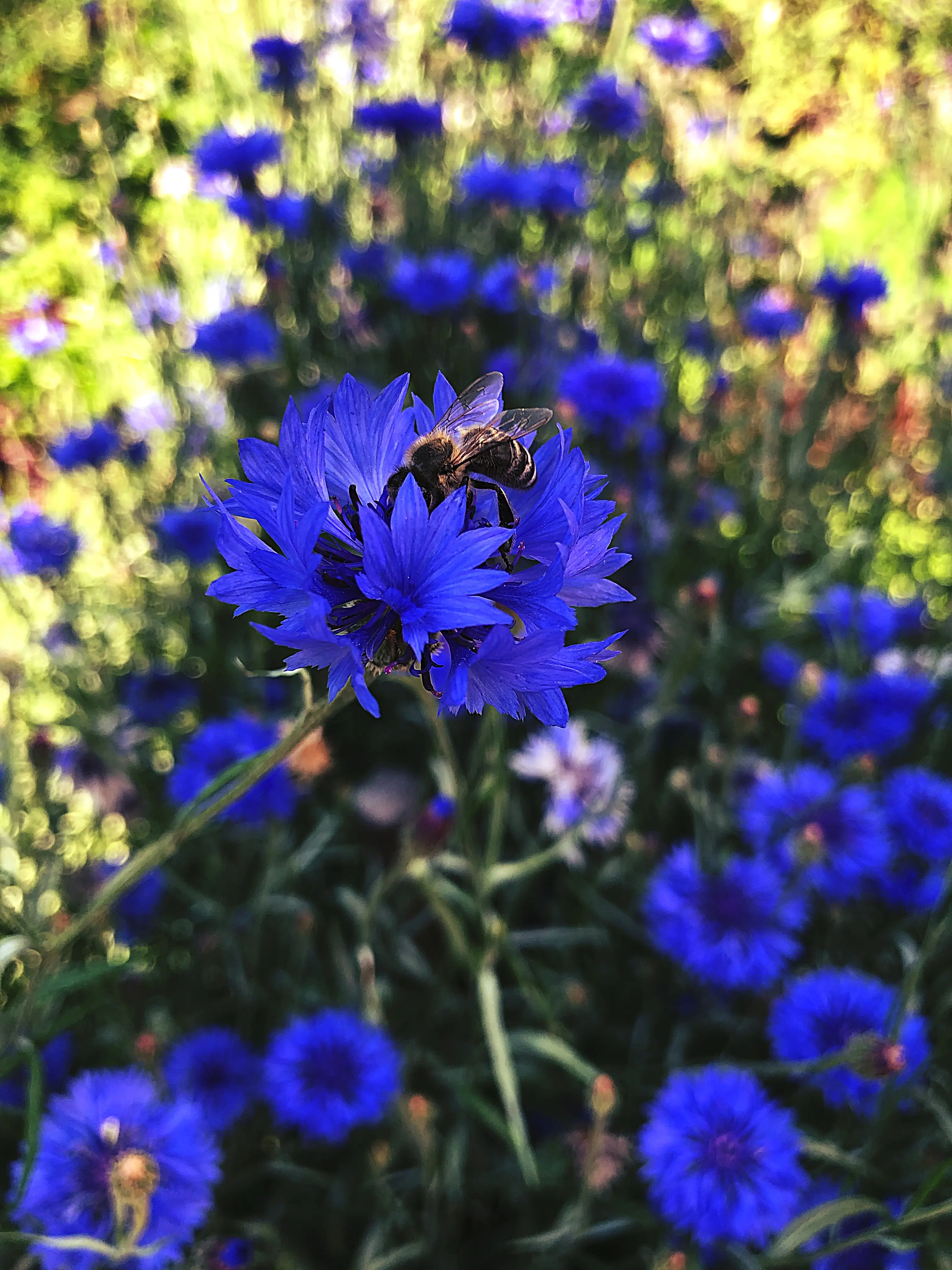 Bienen lieben den Bauerngarten der Mainau.