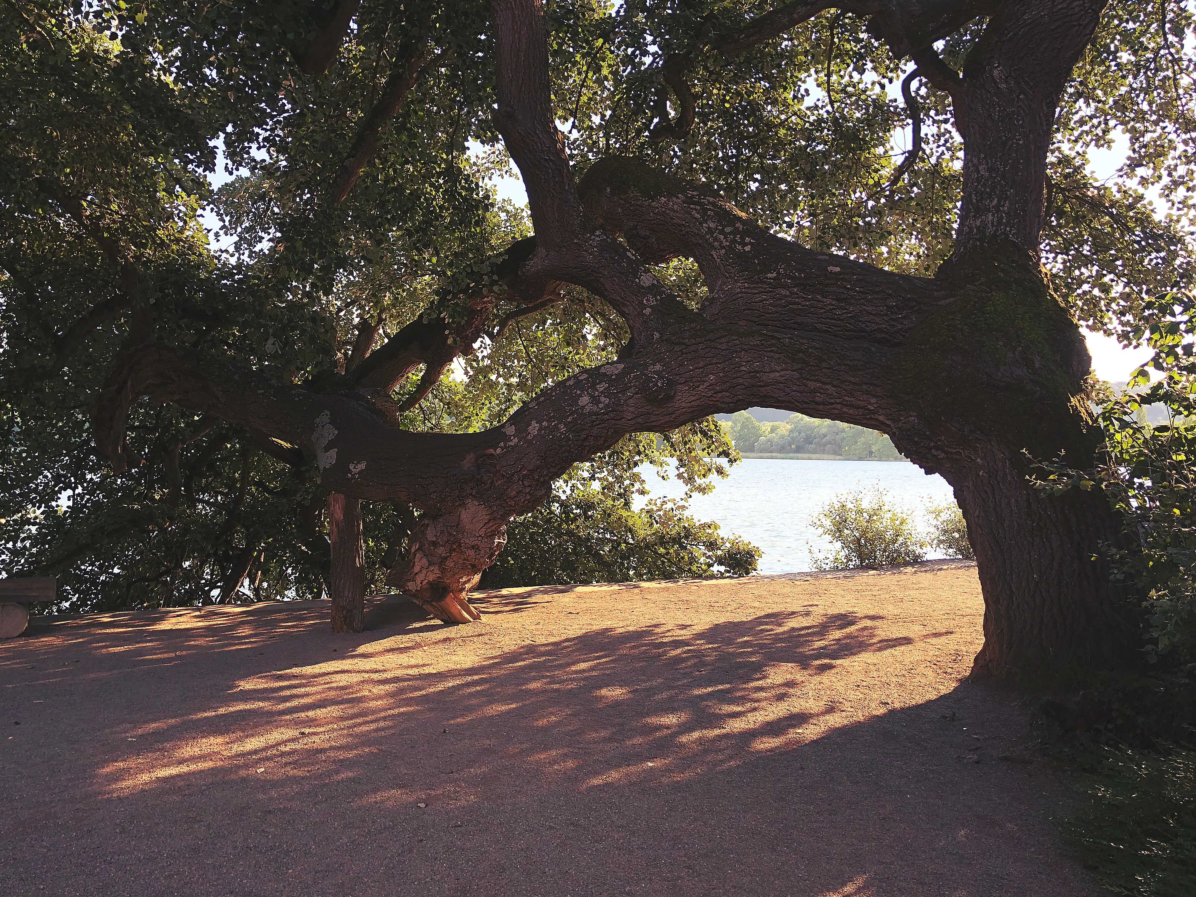 Ein Baum hat einen kleinen Durchgang auf dem Weg Richtung Ausgang der Mainau gebildet und ragt ist Wasser des Bodensees.