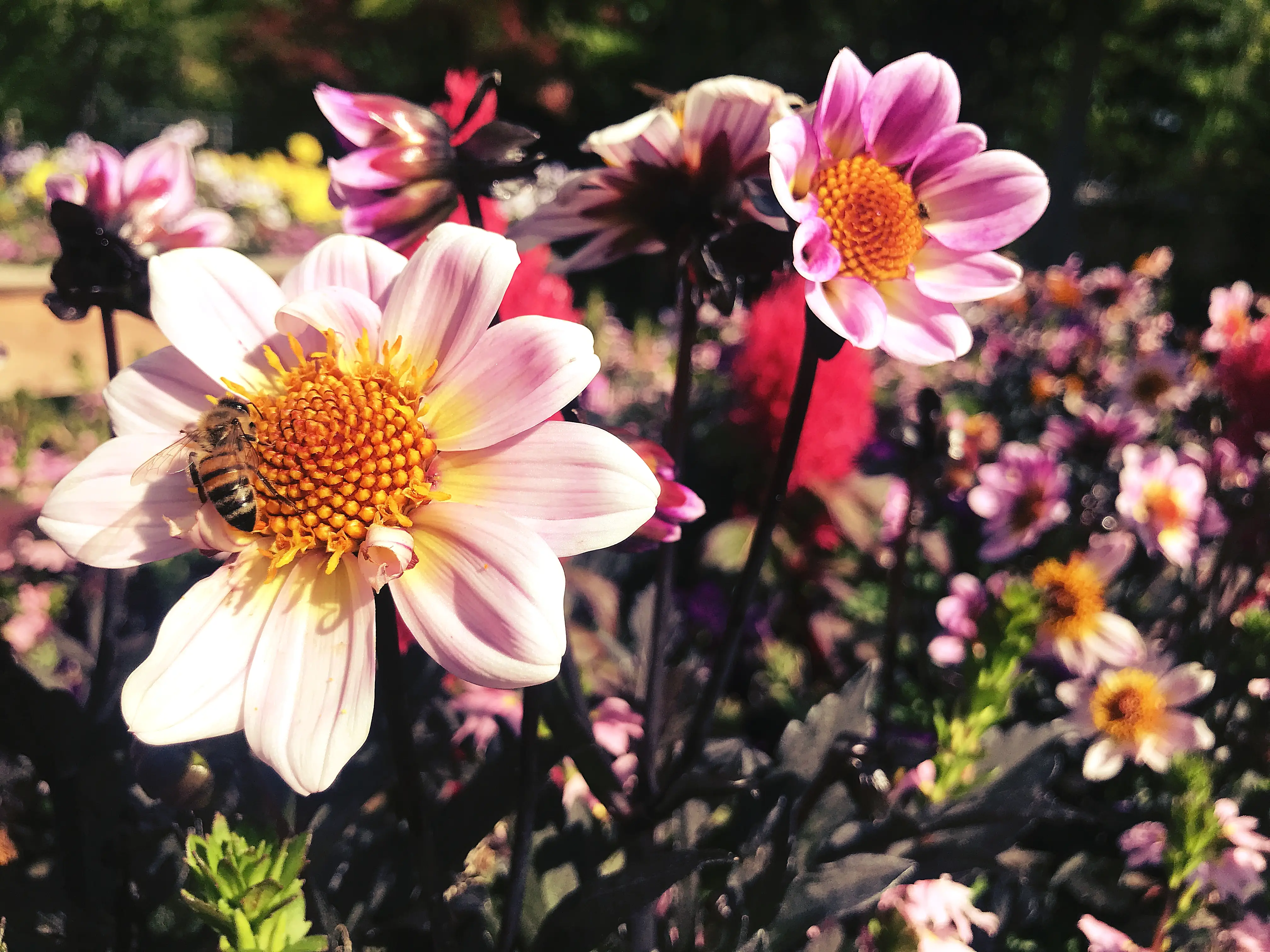 Nicht nur für Insekten ist die Mainau ein wahres Paradies.