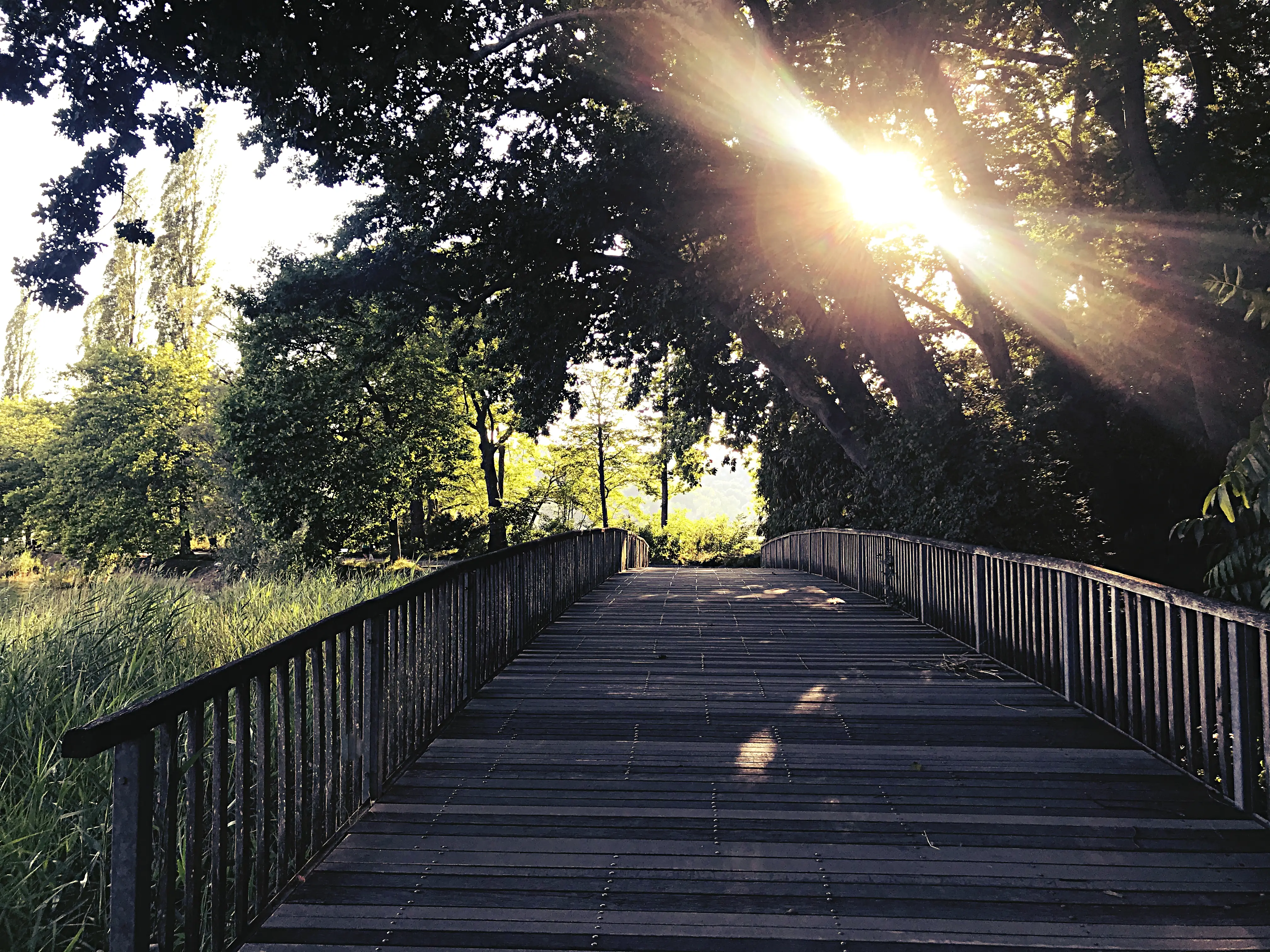 Eine weitere Brücke führt auf die Insel Mainau eingerahmt von Bambus.