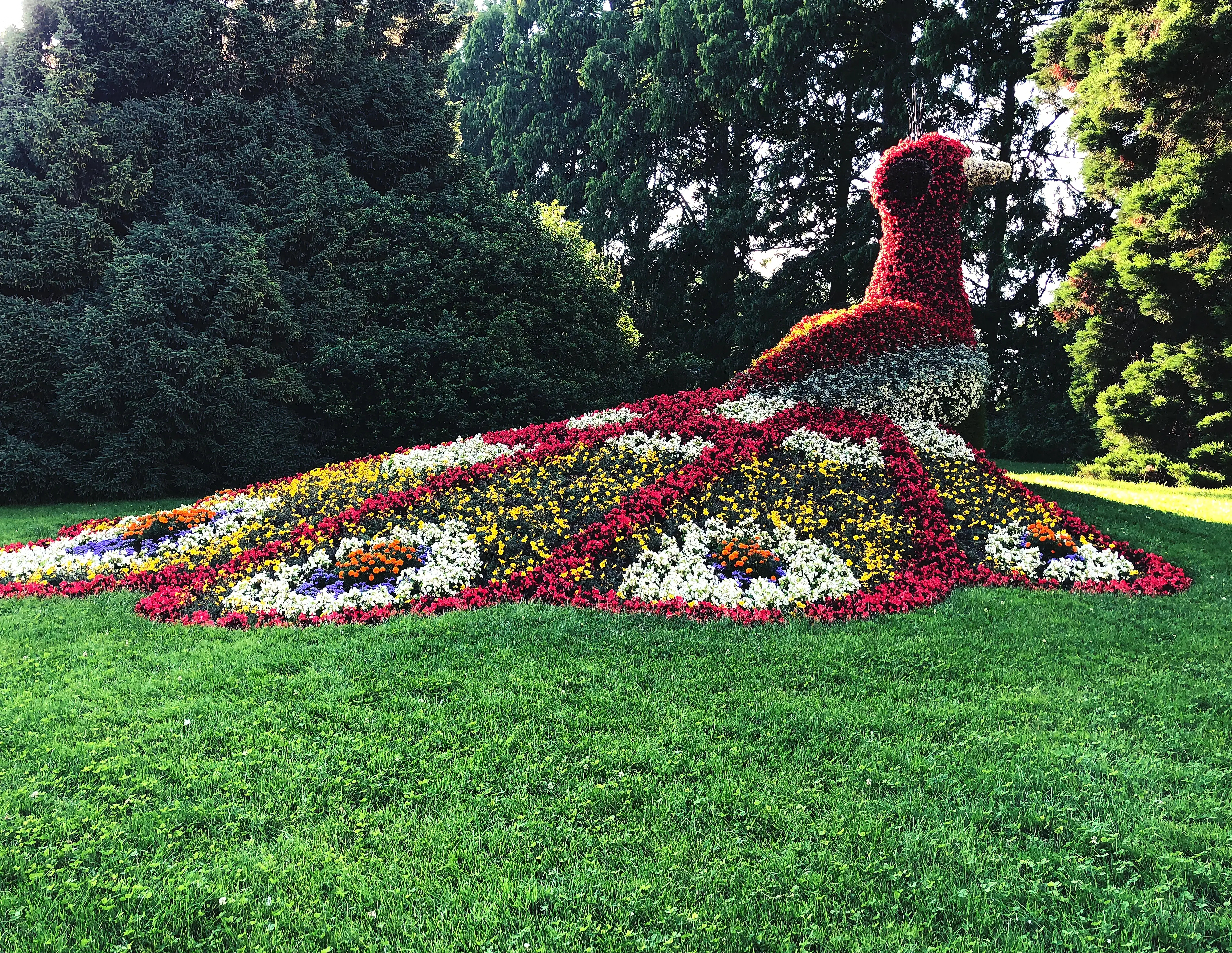 Der Pfau ist auf der Blumeninsel Mainau ein beliebtes Fotomotiv. Natürlich auch für die Localsbodensee.