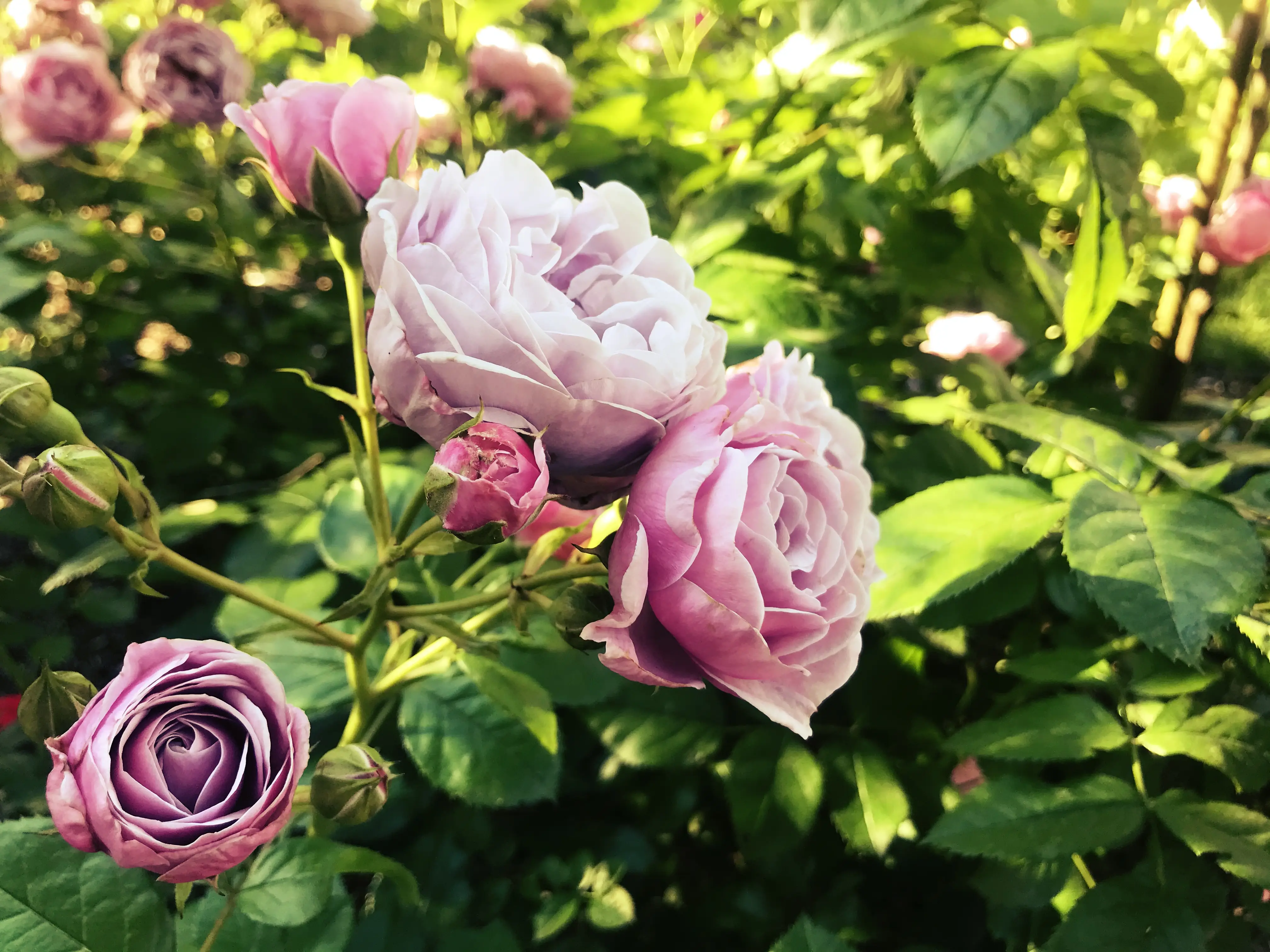 Jedes Jahr steht auf der Mainau die Wahl der Rosenkönigin an.