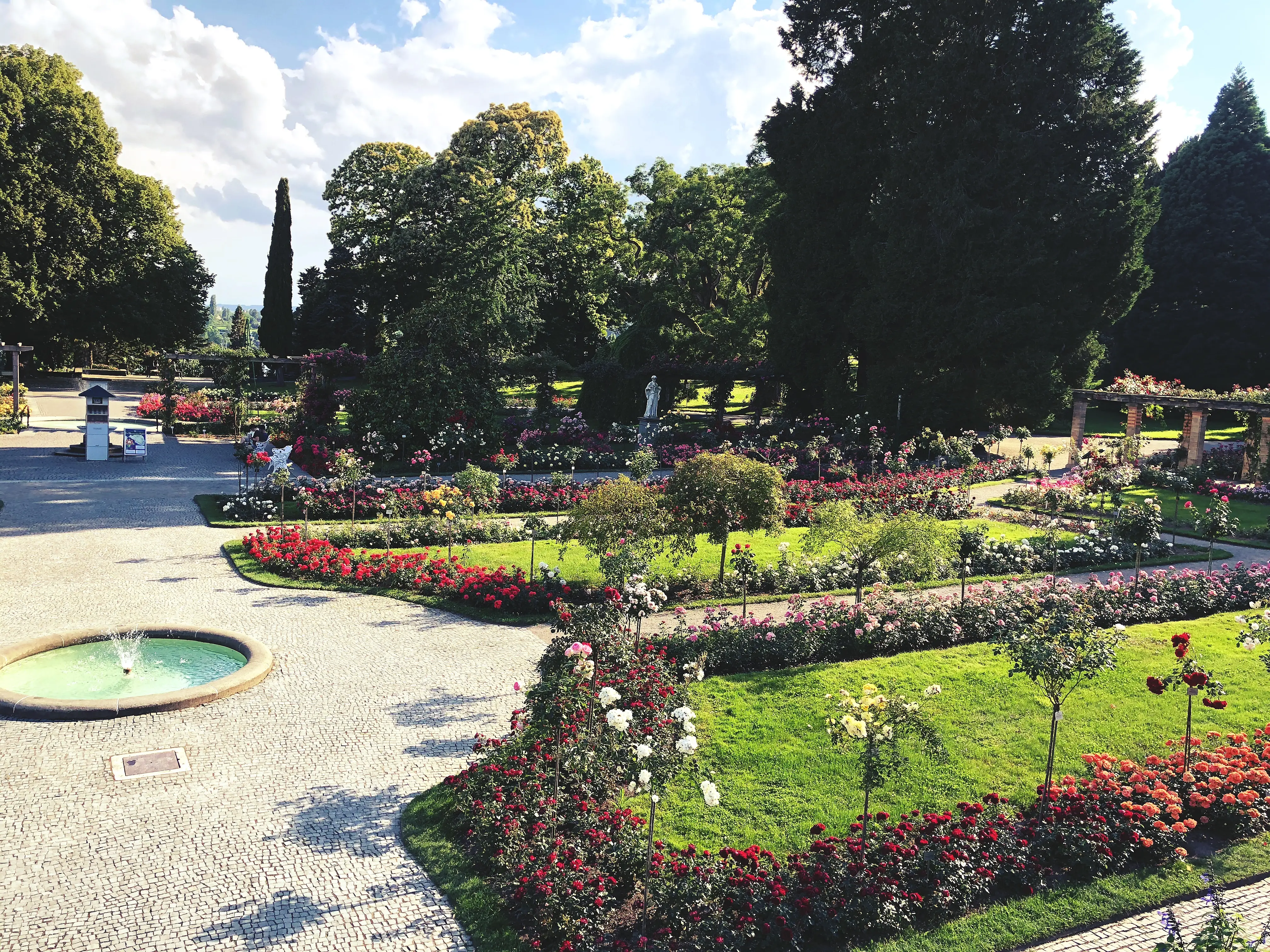 Viele verschiedene Rosenzüchtungen stehen einmal im Jahr zur Wahl zur Rosenkönigin auf der Blumeninsel.