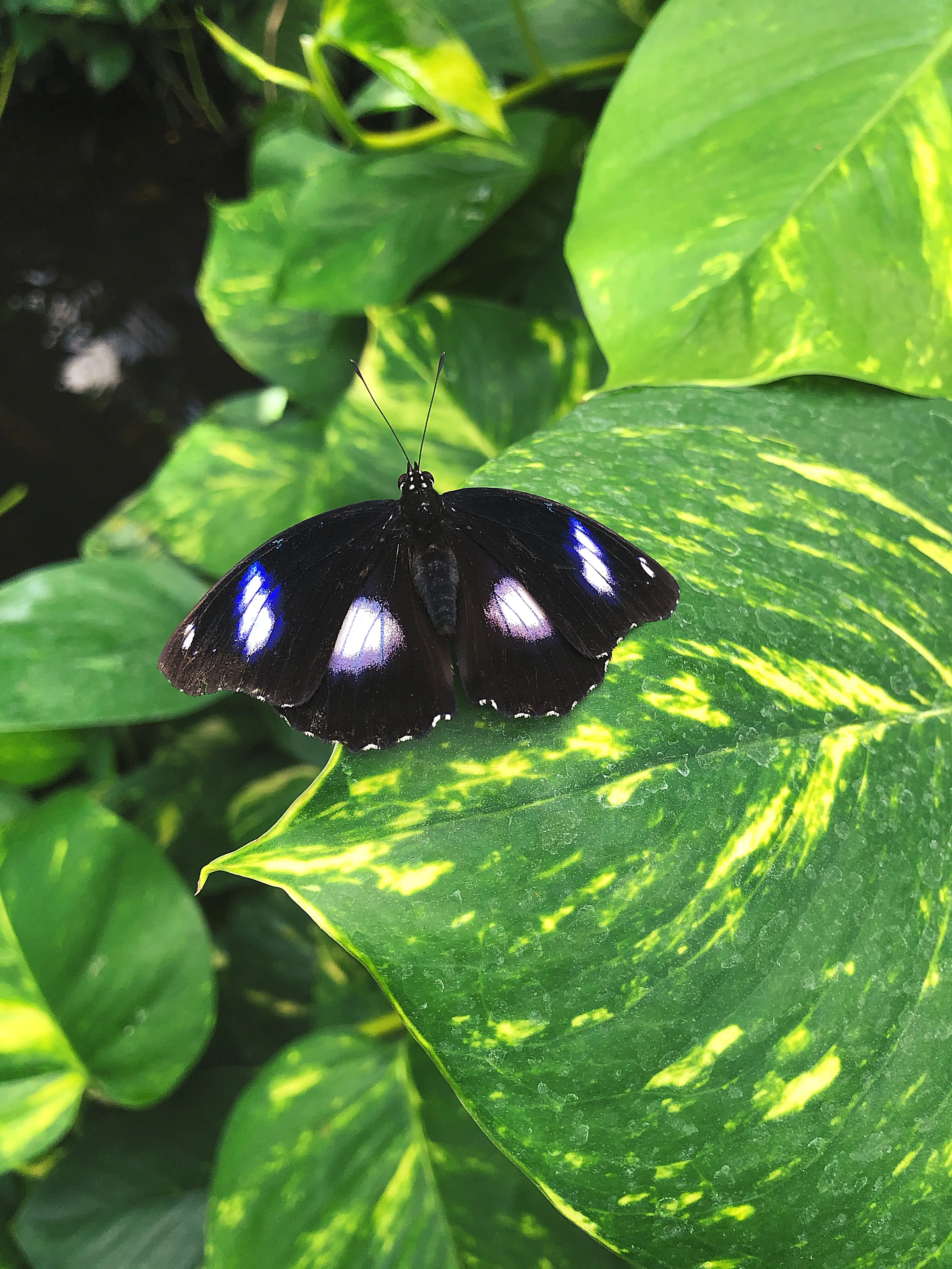 Auch kleinere Schmetterlinge findet man im Schmetterlingshaus auf der Insel Mainau.