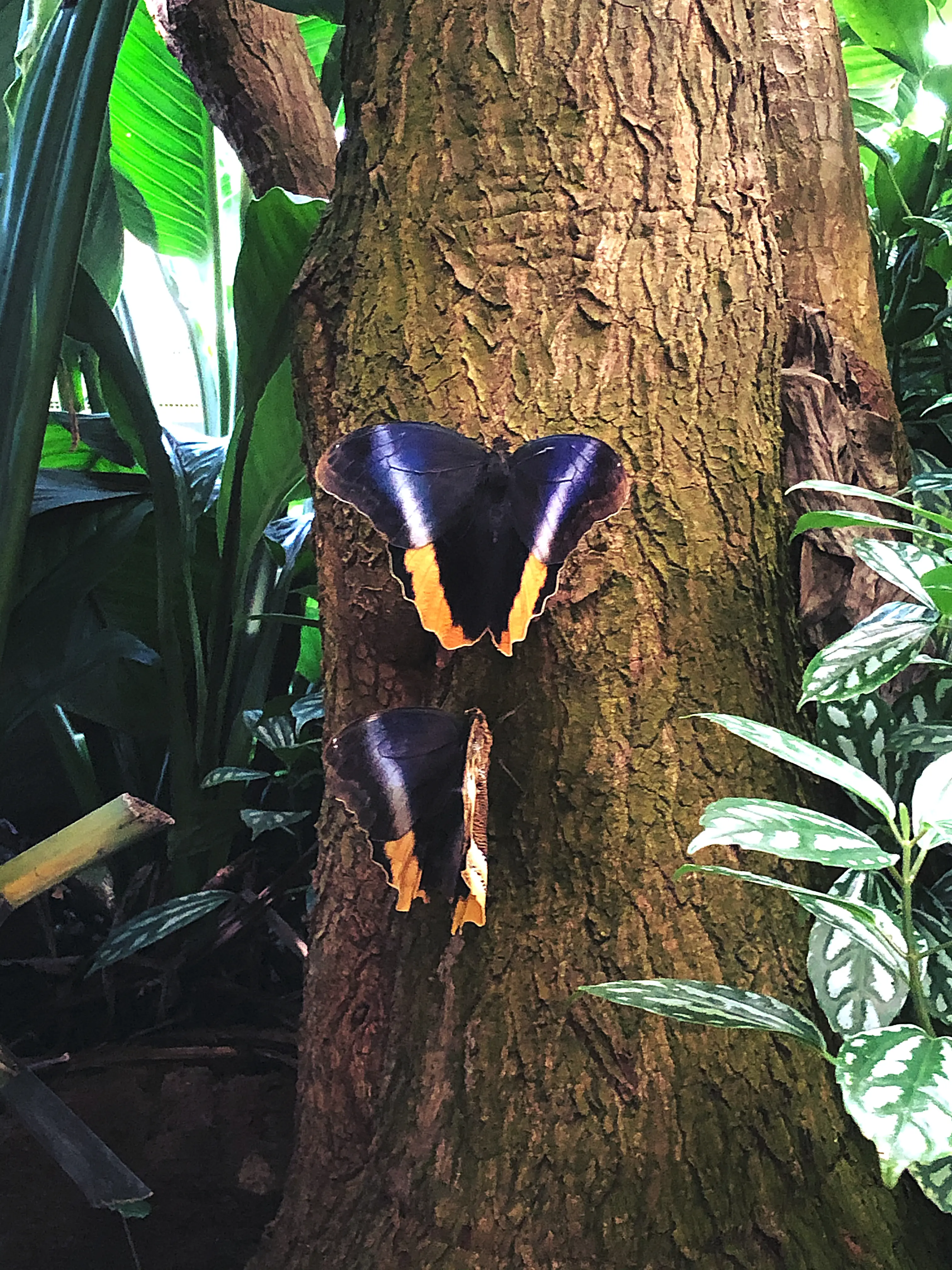 Große farbprächtige Schmetterlinge sind auf der Mainau angesiedelt.