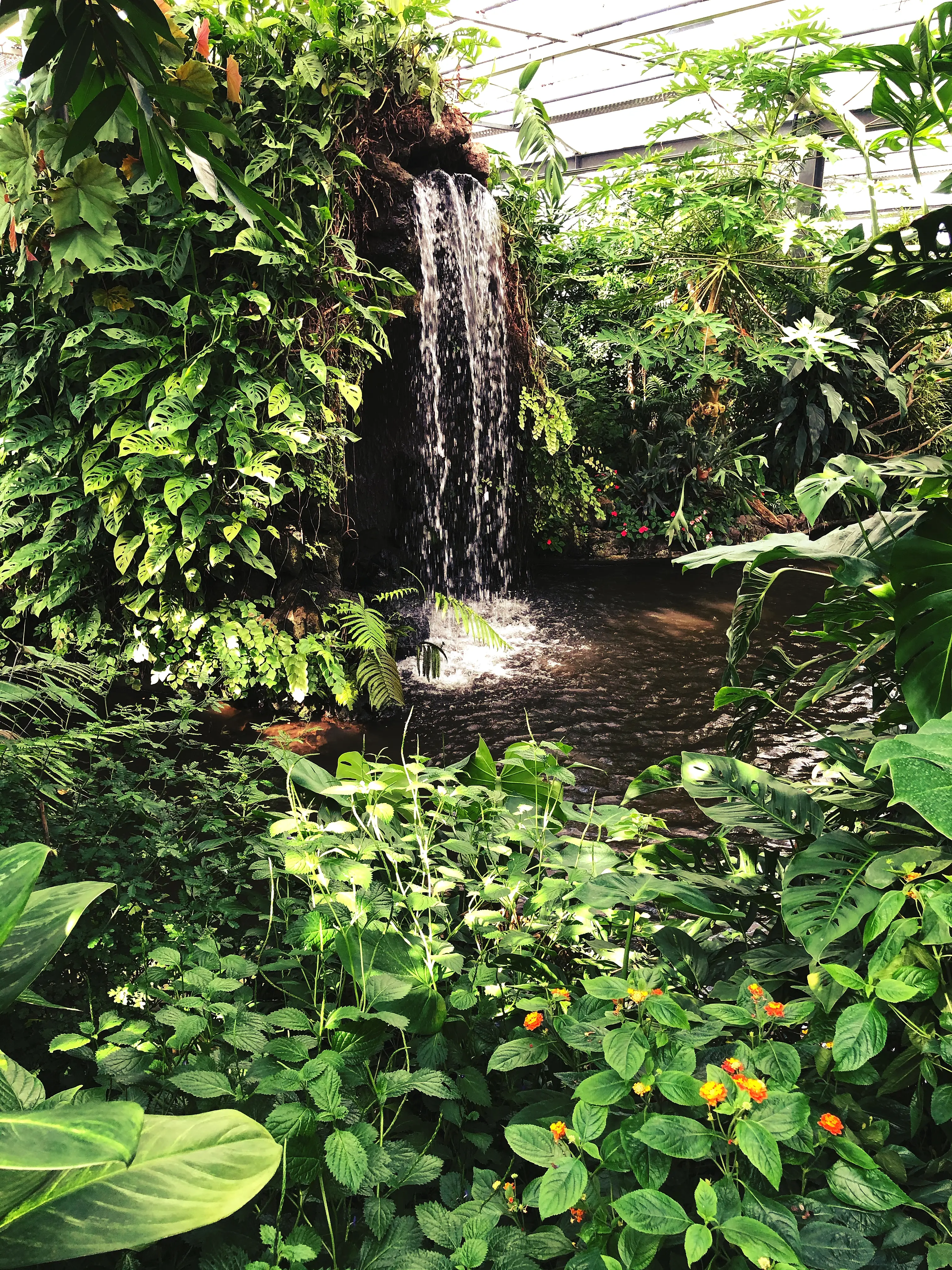Das Schmetterlingshaus auf der Mainau ist wunderschön angelegt und hat einen kleinen Wasserfall.