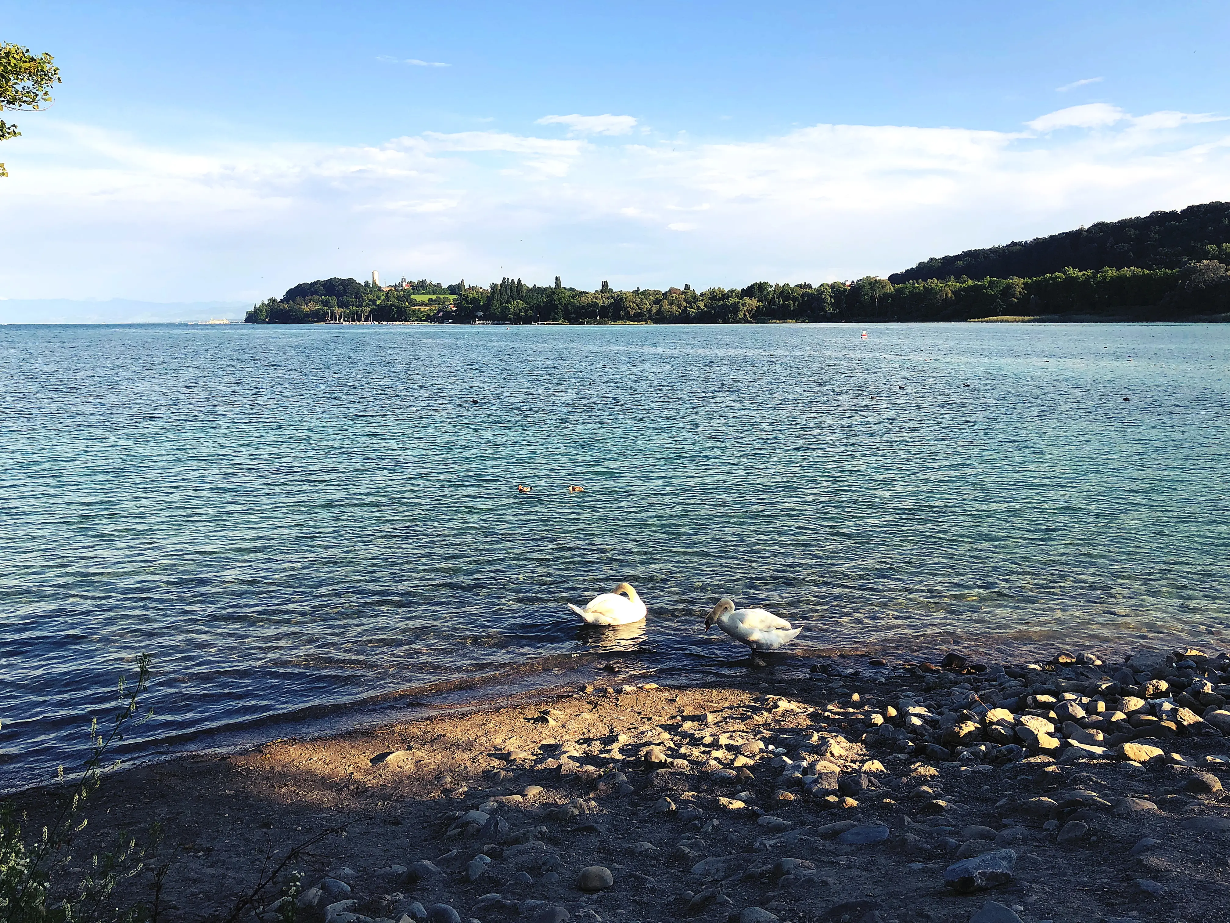 Schwäne besuchen sehr gerne das Ufer des Bodensees und den Strand der Mainau.