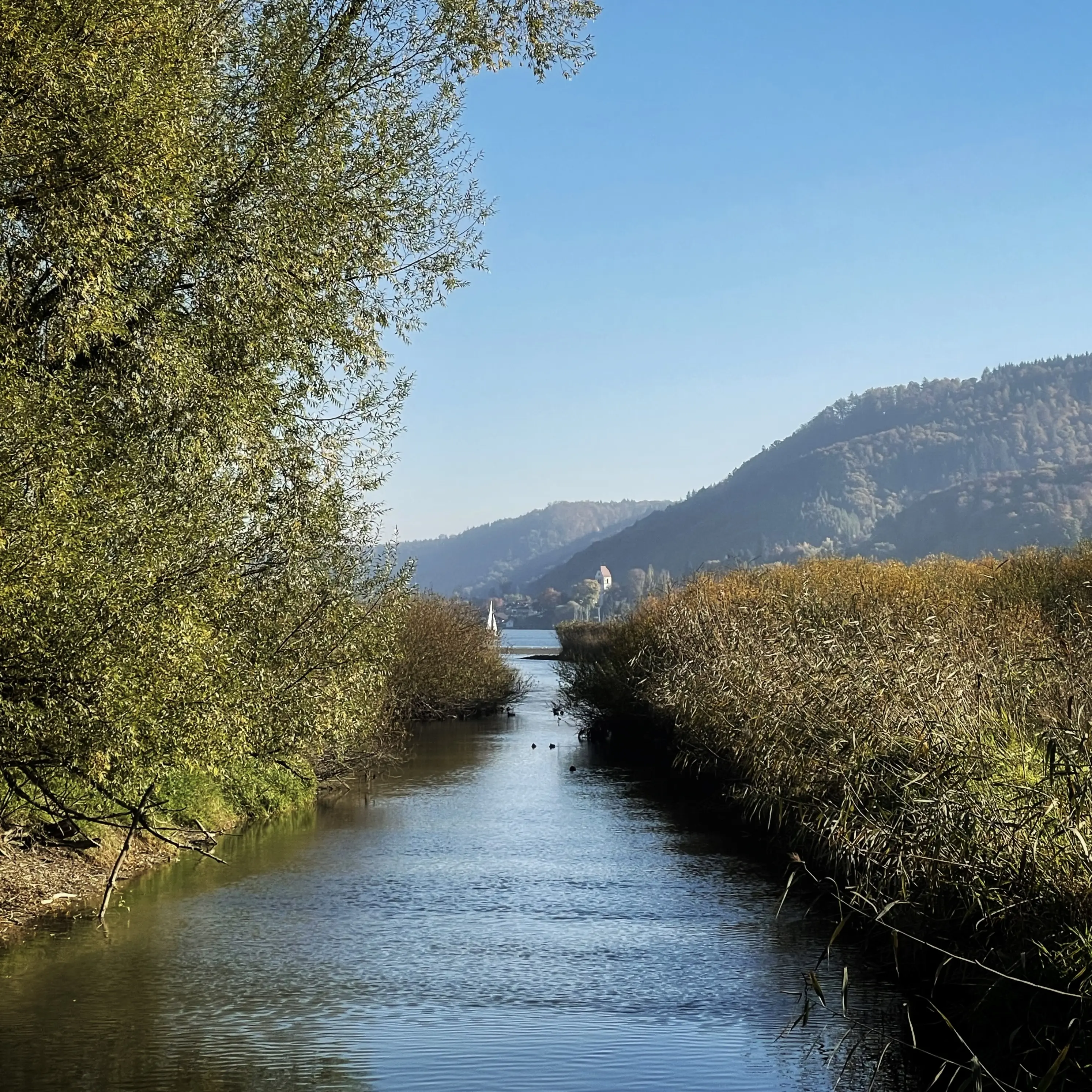 Spaziergang durch das Naturschutzgebiet an der Stockacher Aachmündung