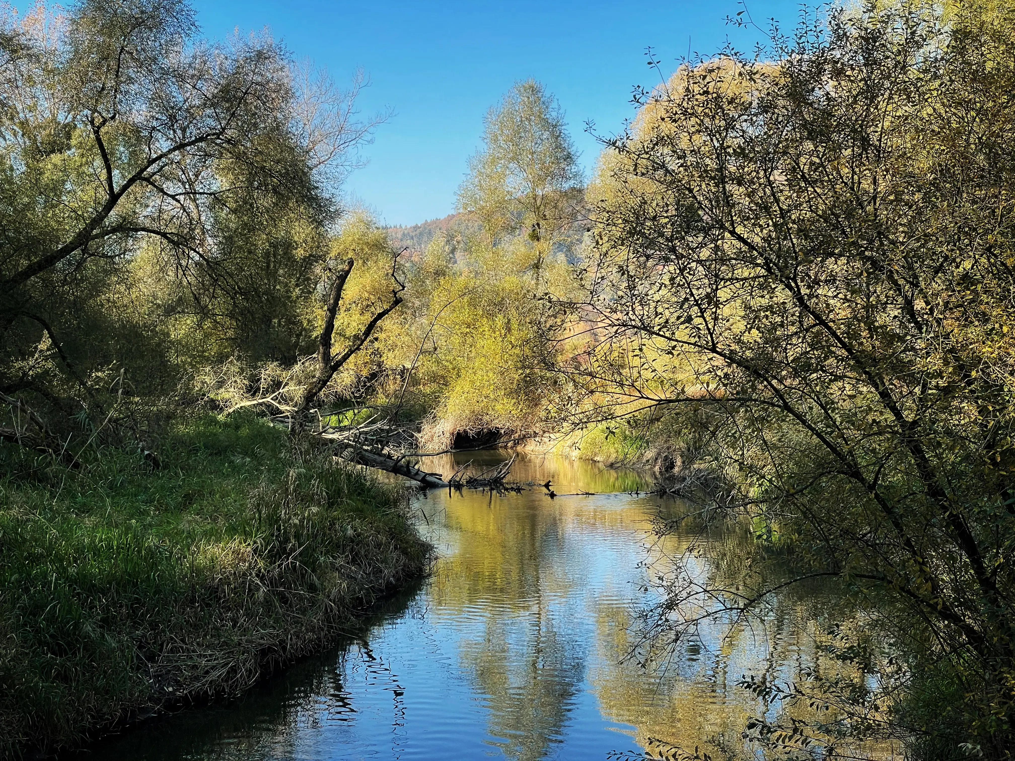 Wasserstellen und Flussläufe bieten Lebensraum rund um den Bodensee.