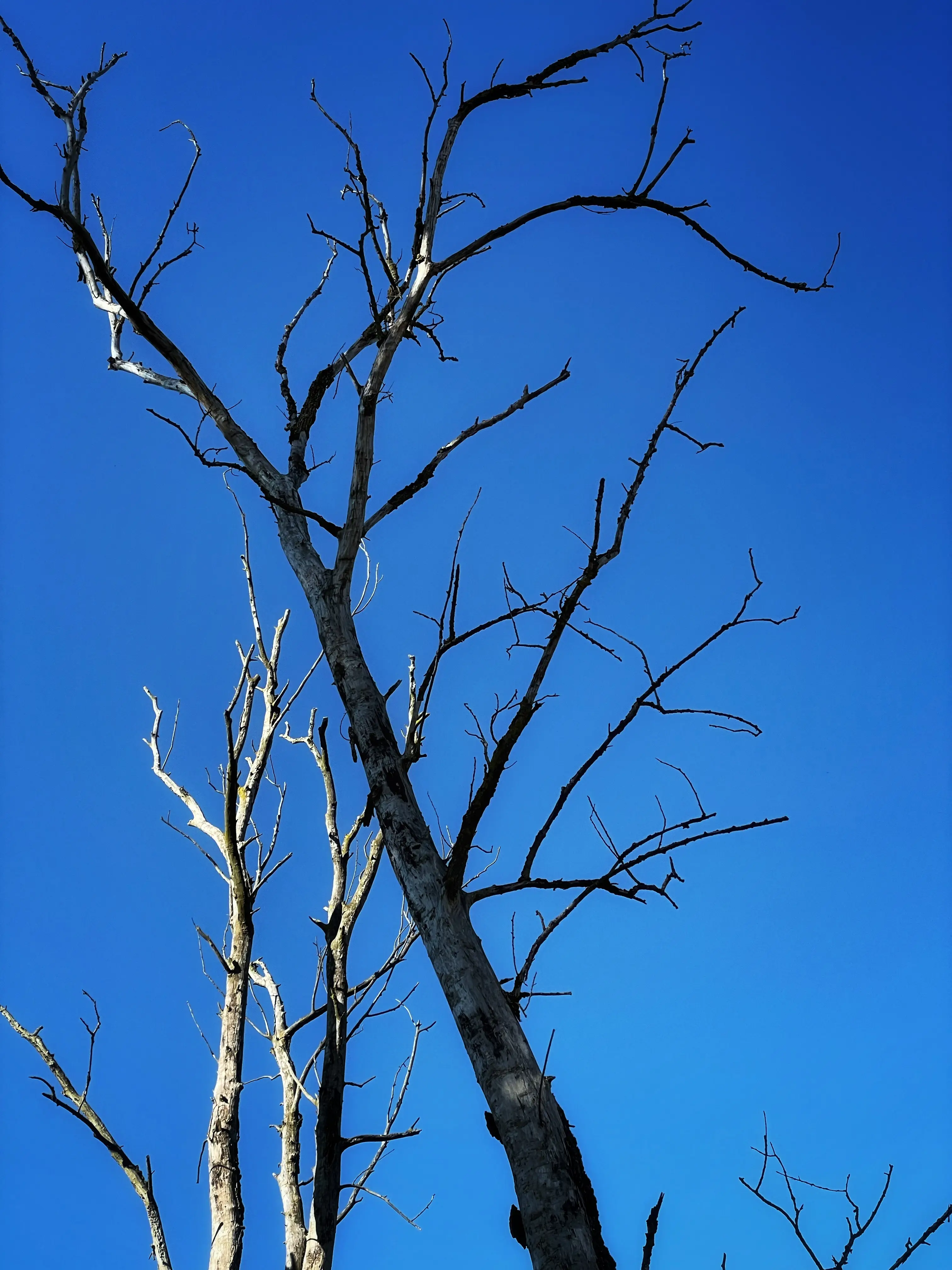 Karge Bäume ragen in den blauen Himmel der Stockacher Aachmündung.