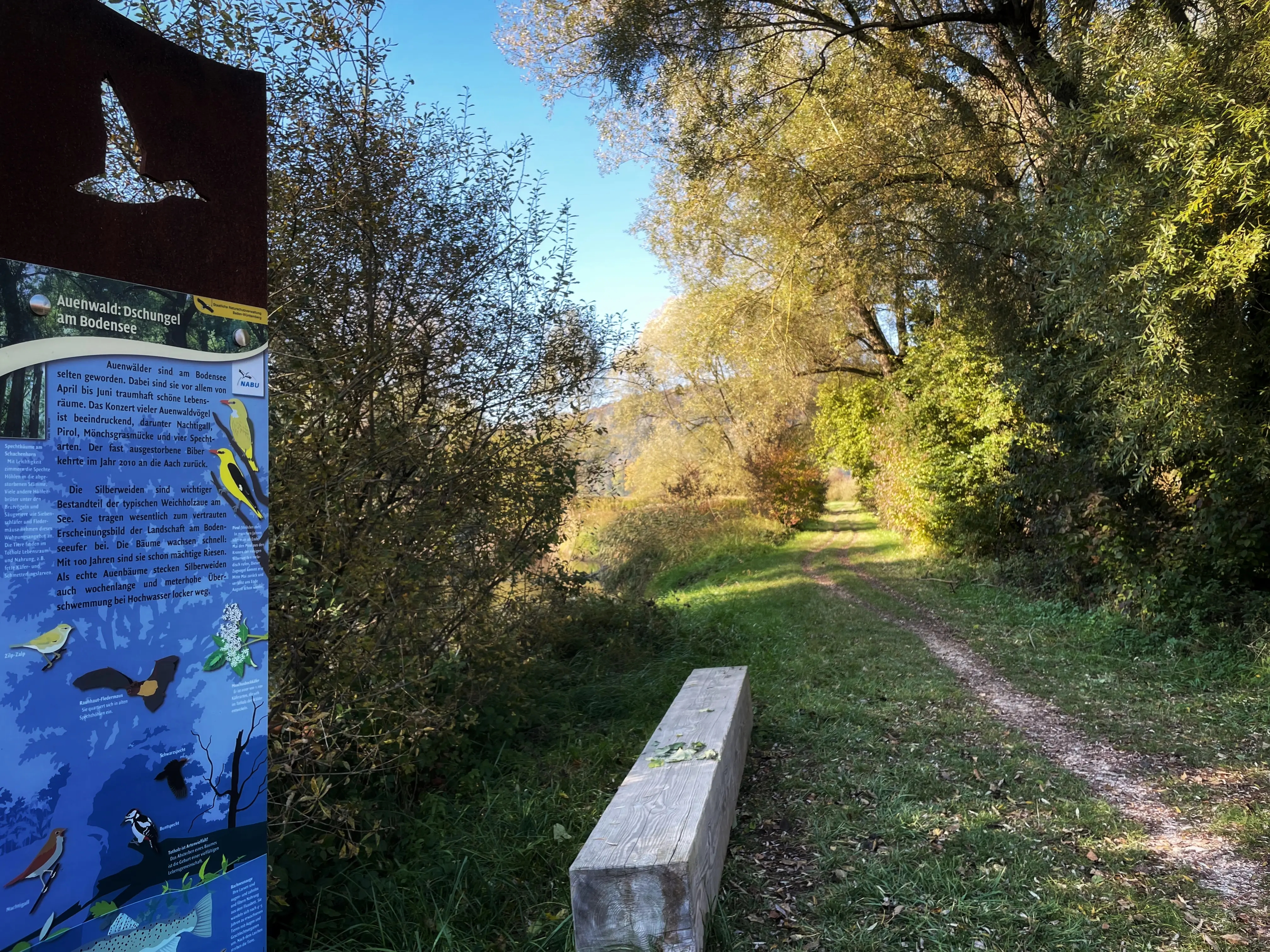Informationen zu den beheimateten Wasservögeln der Stockacher Aachmündung und dem Bodensee kann man den aufgestellten Tafeln entnehmen.