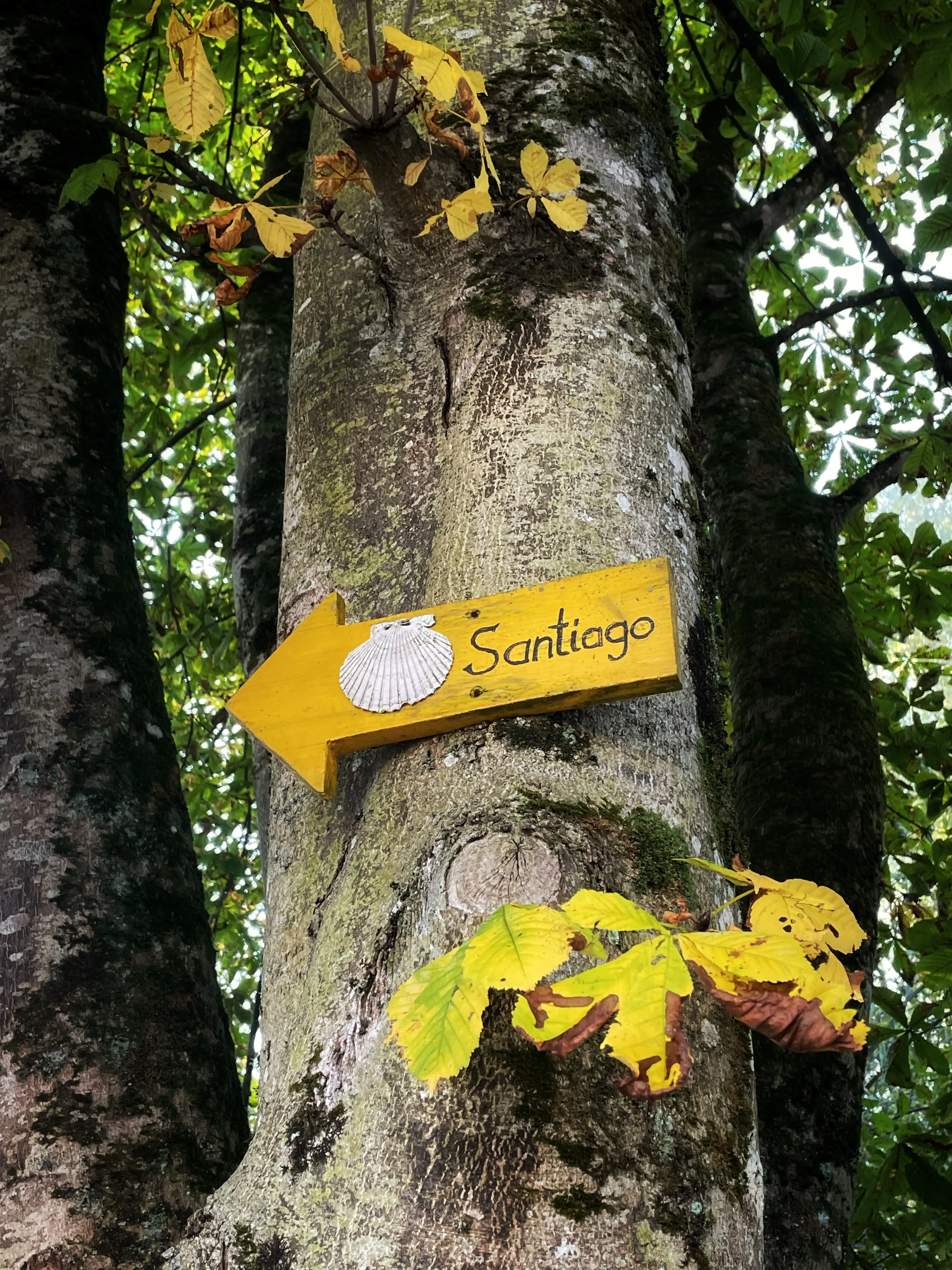 Auch der Jakobsweg führt durch die Stockacher Aachmündung am Bodensee entlang.
