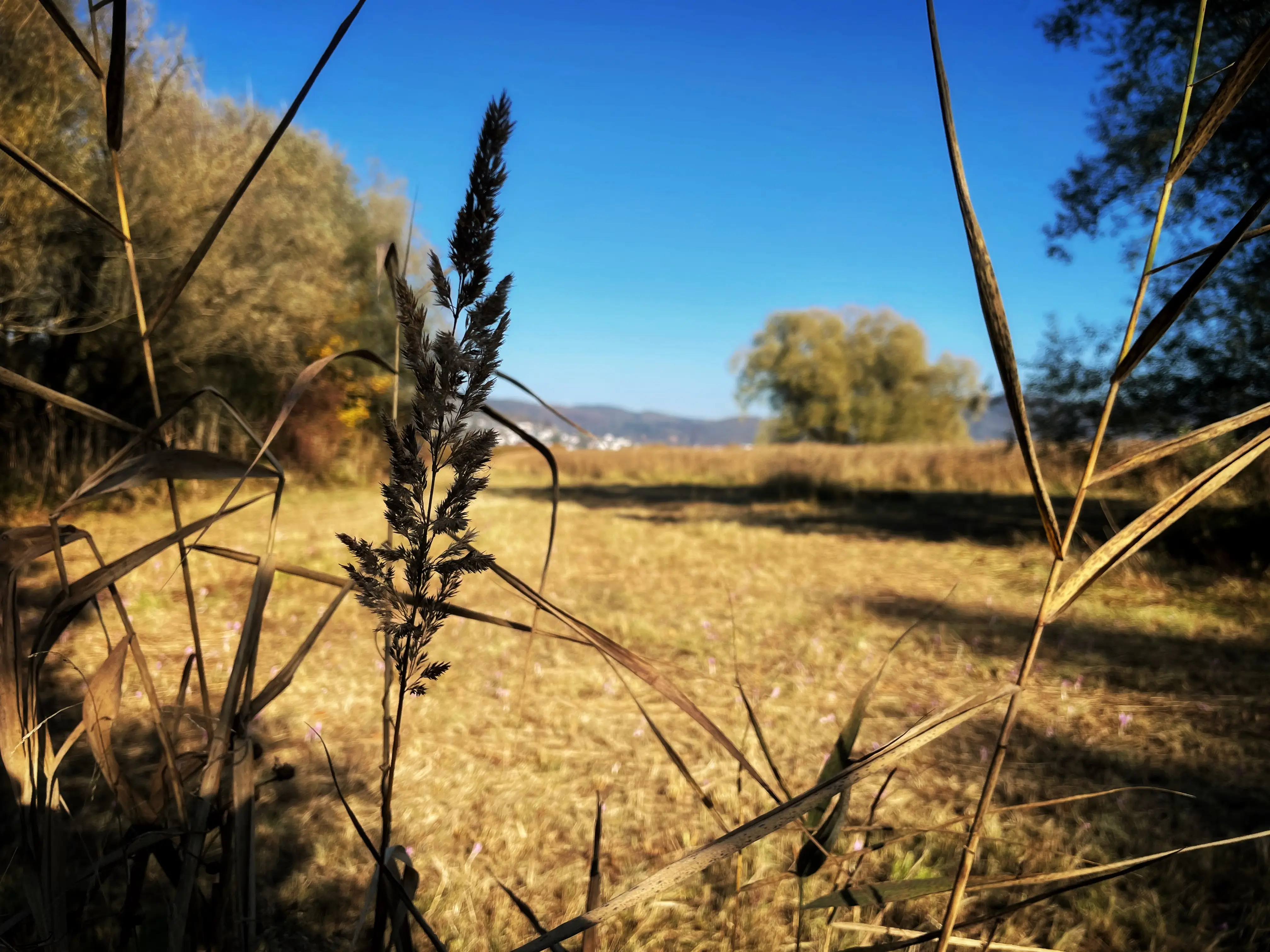 Während des Ausflugs am Bodensee erscheinen immer wieder Stellen, bei denen man freie Sicht auf die Vegetation hat.