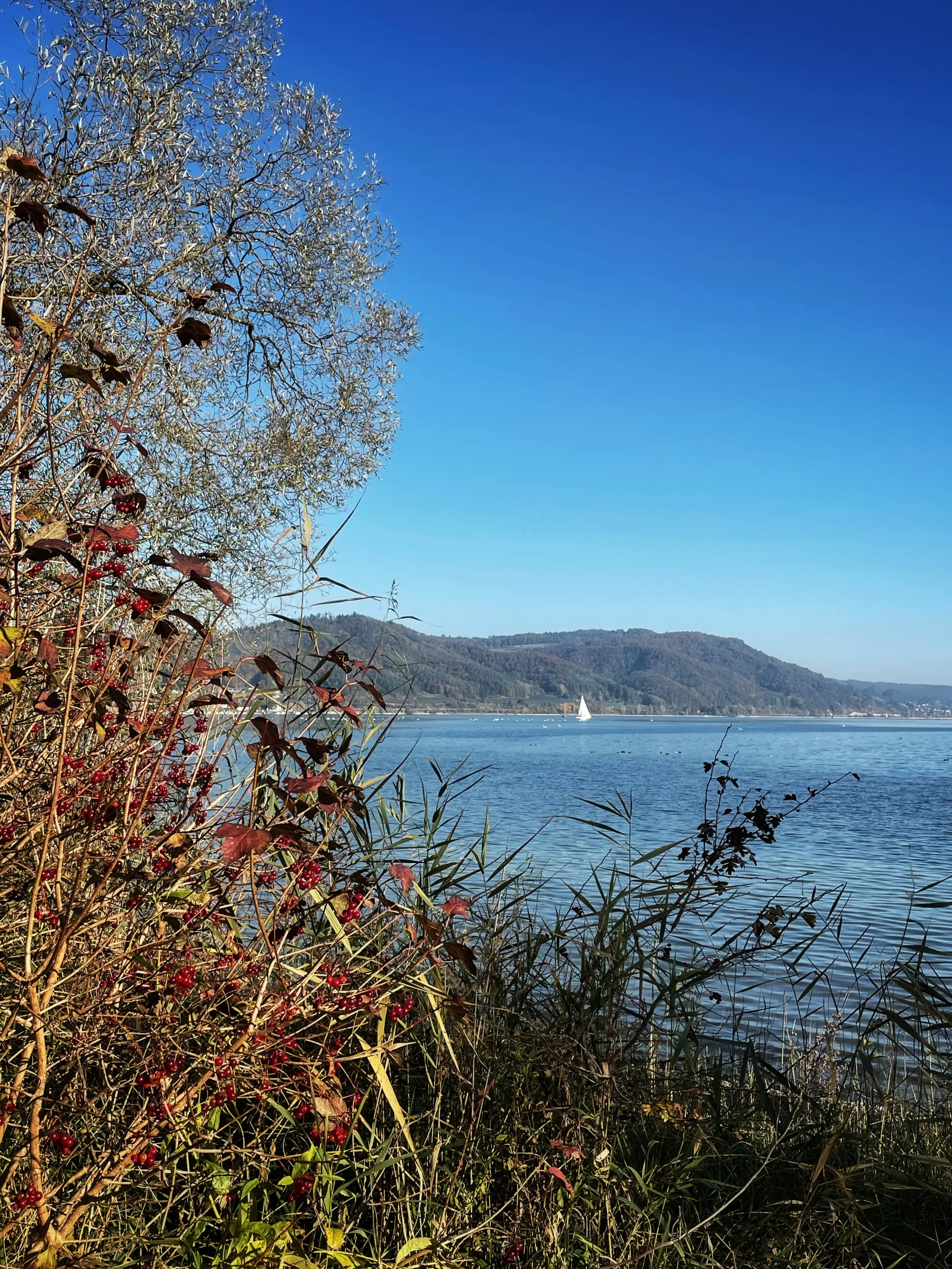 Die Localsbodensee haben vom Naturschutzgebiet Stockacher Aachmündung freien Blick auf den Bodensee.