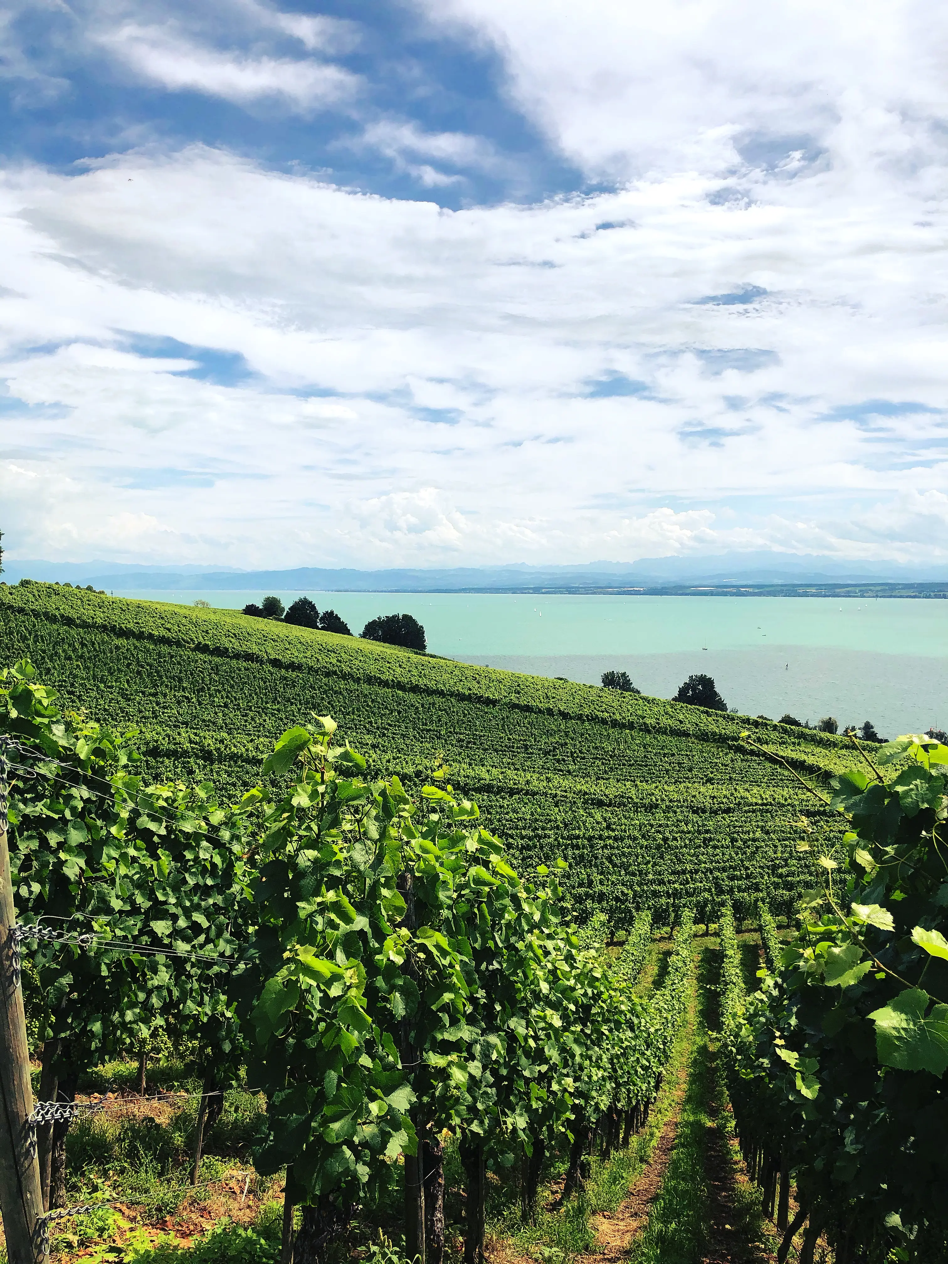 Der Blick vom Höhenweg aus reicht von grünen Weinhängen zum blauen Wasser des Bodensees.