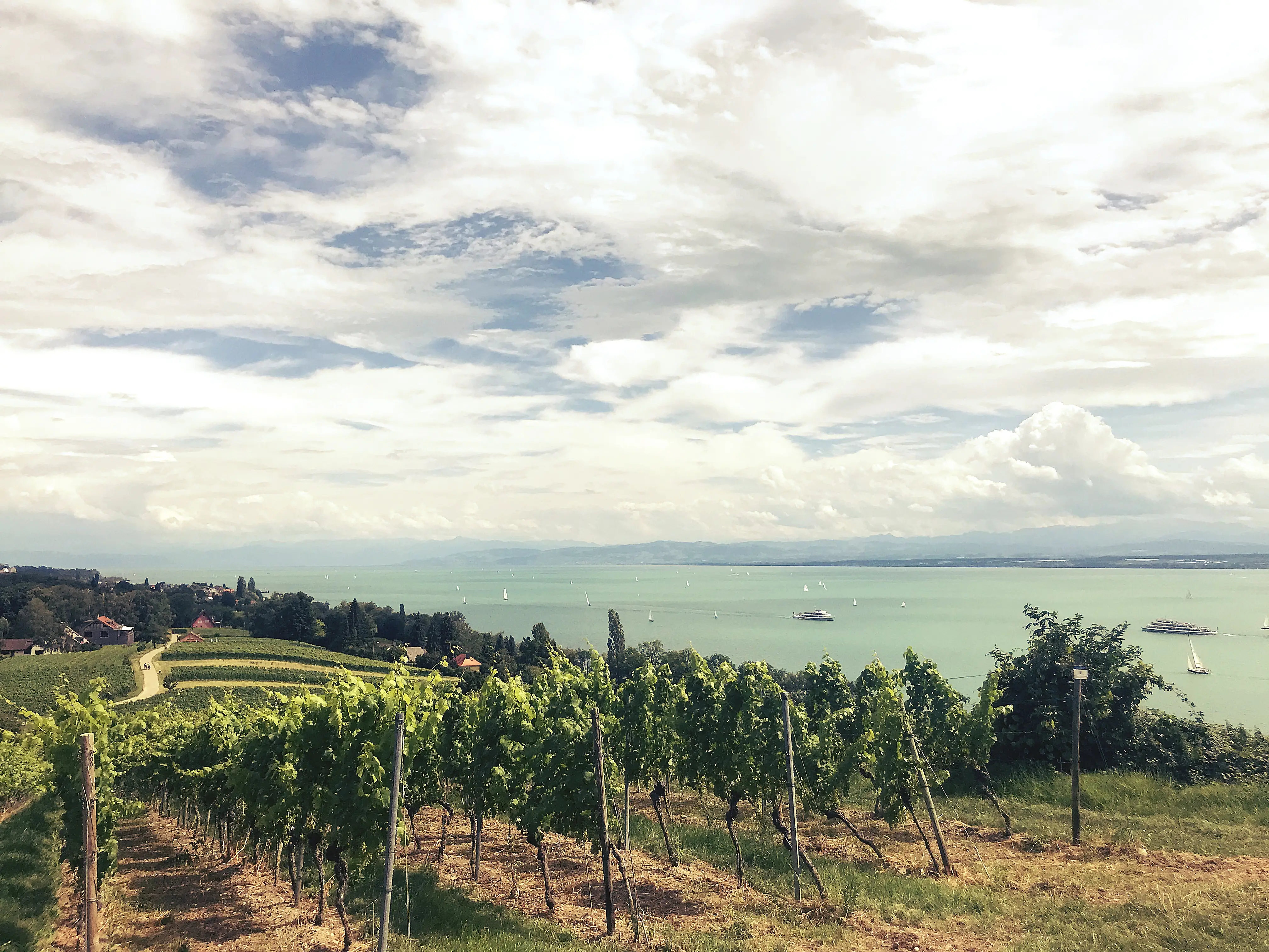 Je nach Wetter herrscht in den Weinhängen und dem Bodensee im Hintergrund eine ganz besondere Stimmung.
