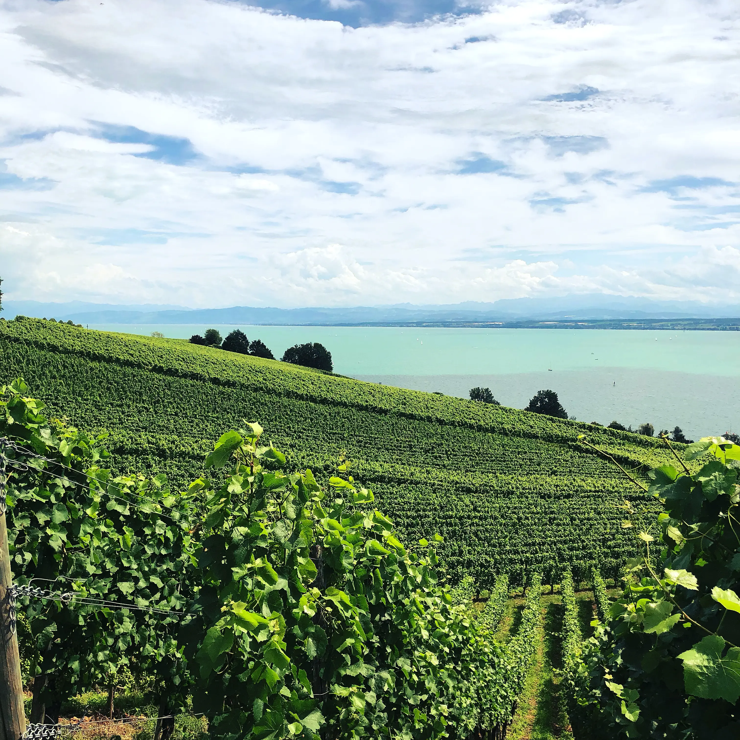 Höhenweg zwischen Meersburg und Hagnau