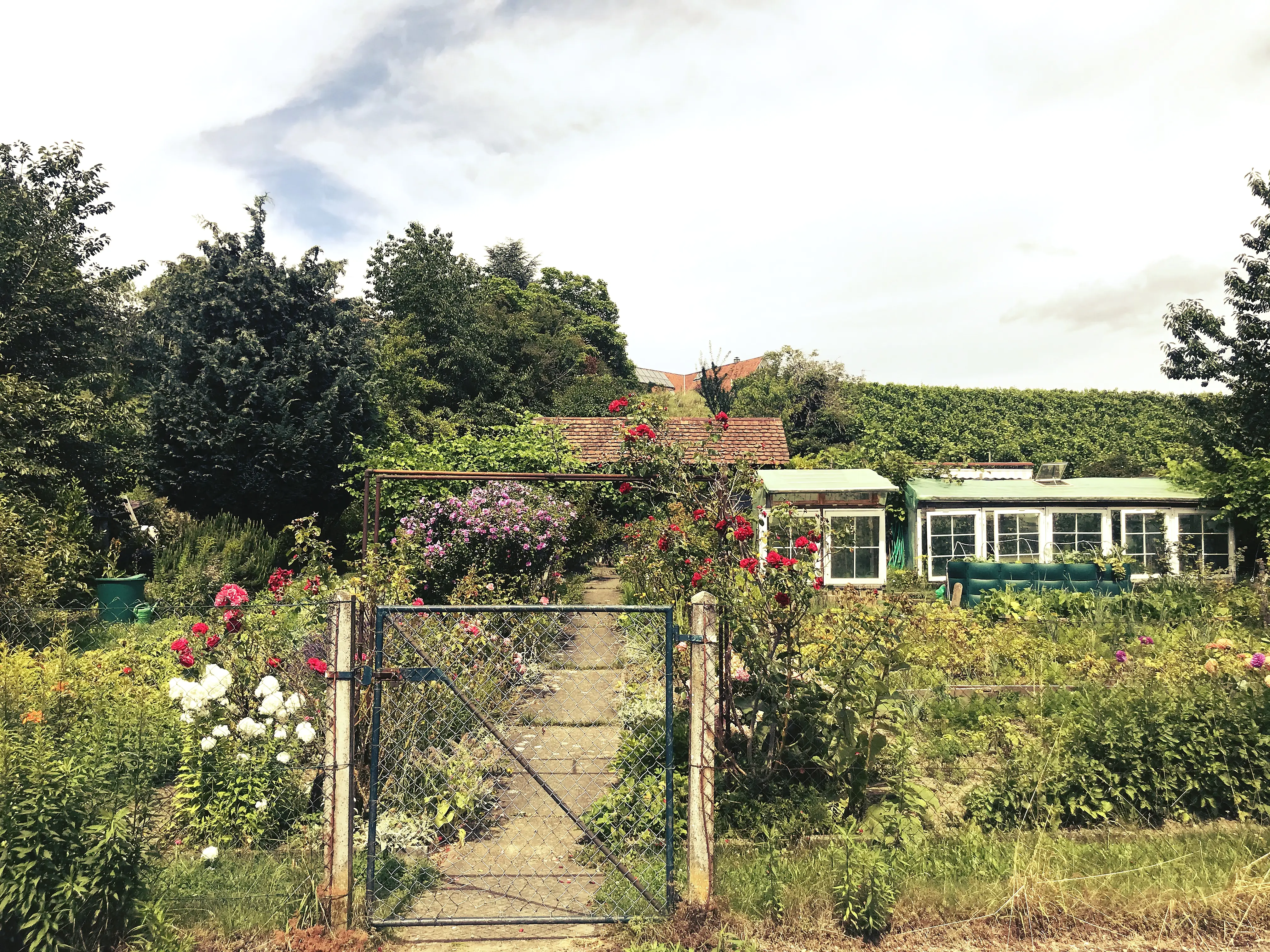 Kleine angelegte Gärten schmücken das Wohngebiet von Meersburg.