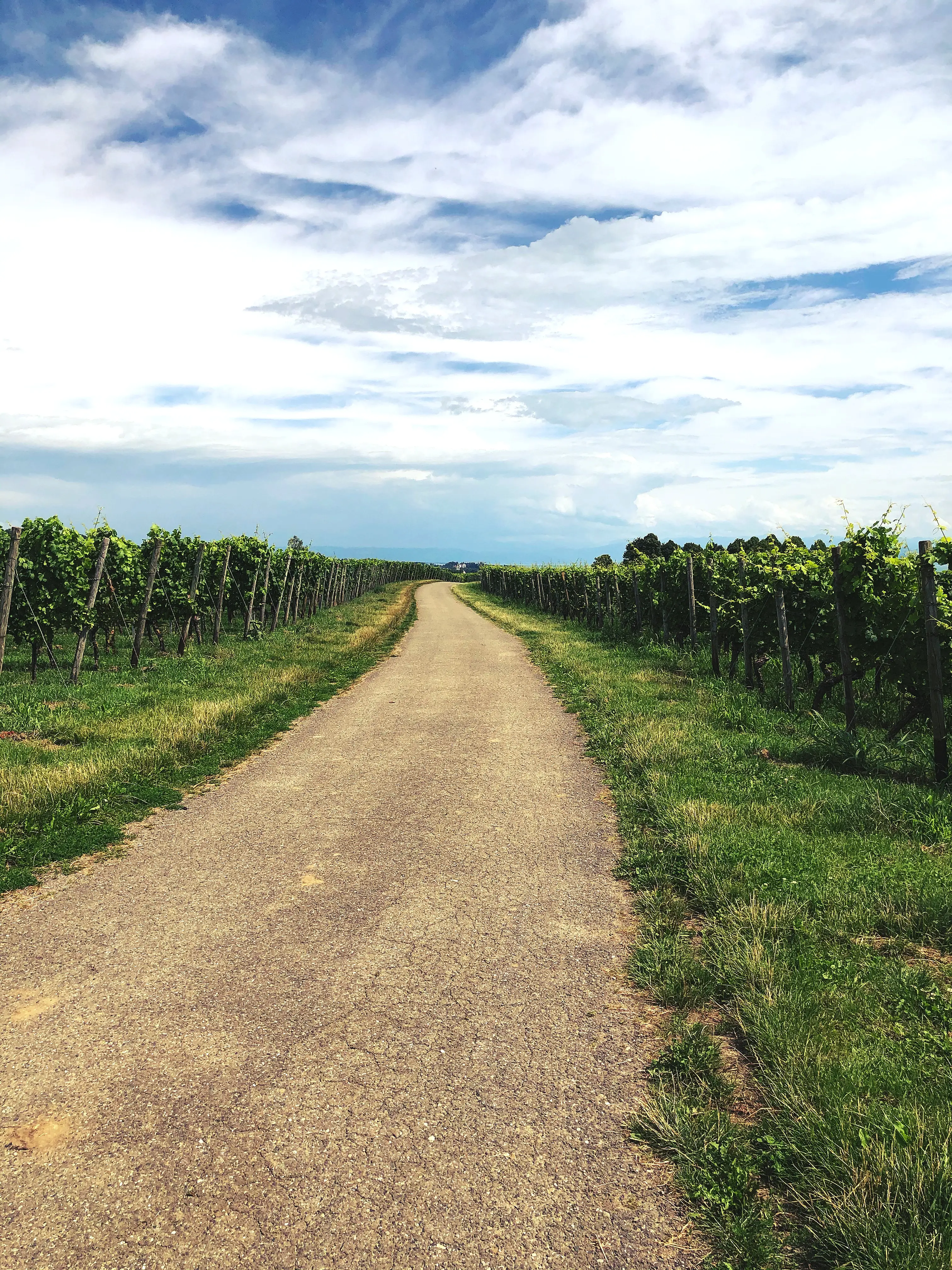 Kleinere Wege führen durch die Weinhänge von Meersburg in Richtung Hagnau.