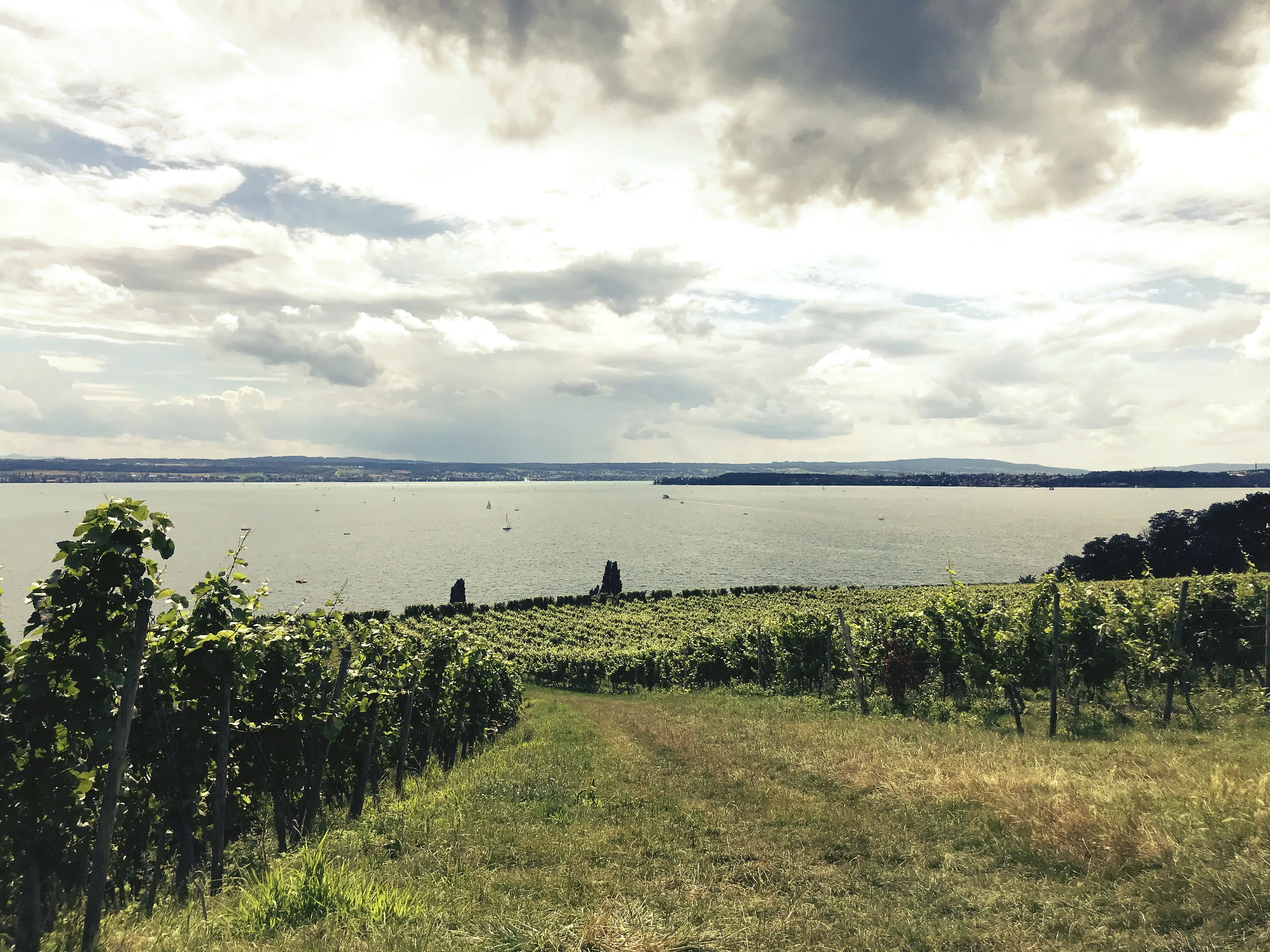 Verlässt man langsam Meersburg Richtung Hagnau, kommt man an einigen Weinhängen vorbei die den Blick auf den Bodensee lenken.