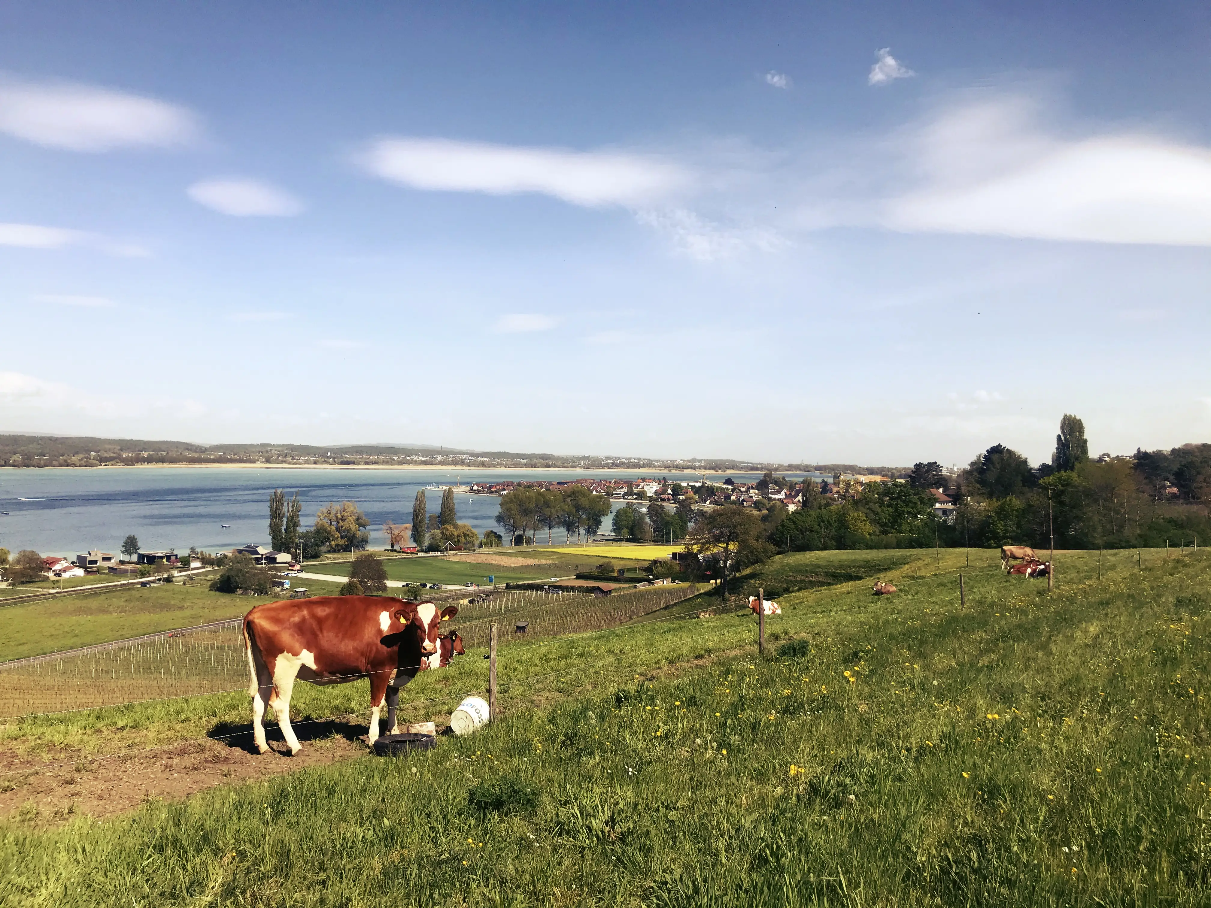 Oberhalb von Ermatingen angekommen, befindet man sich schon auf Höhe des Schlosses Arenenberg und hat schon jetzt einen herrlichen Blick auf den Bodensee