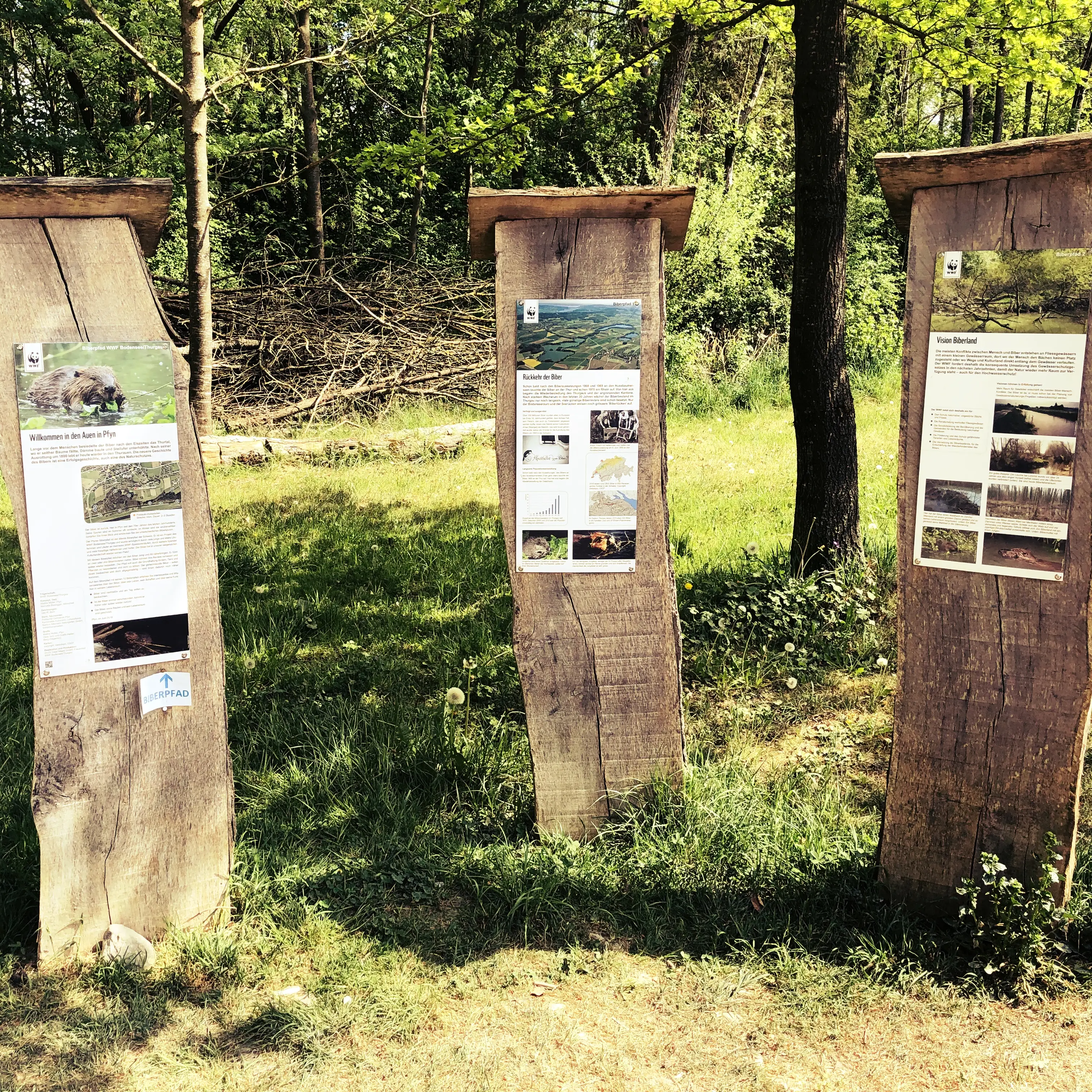 Spaziergang entlang des Biberpfads