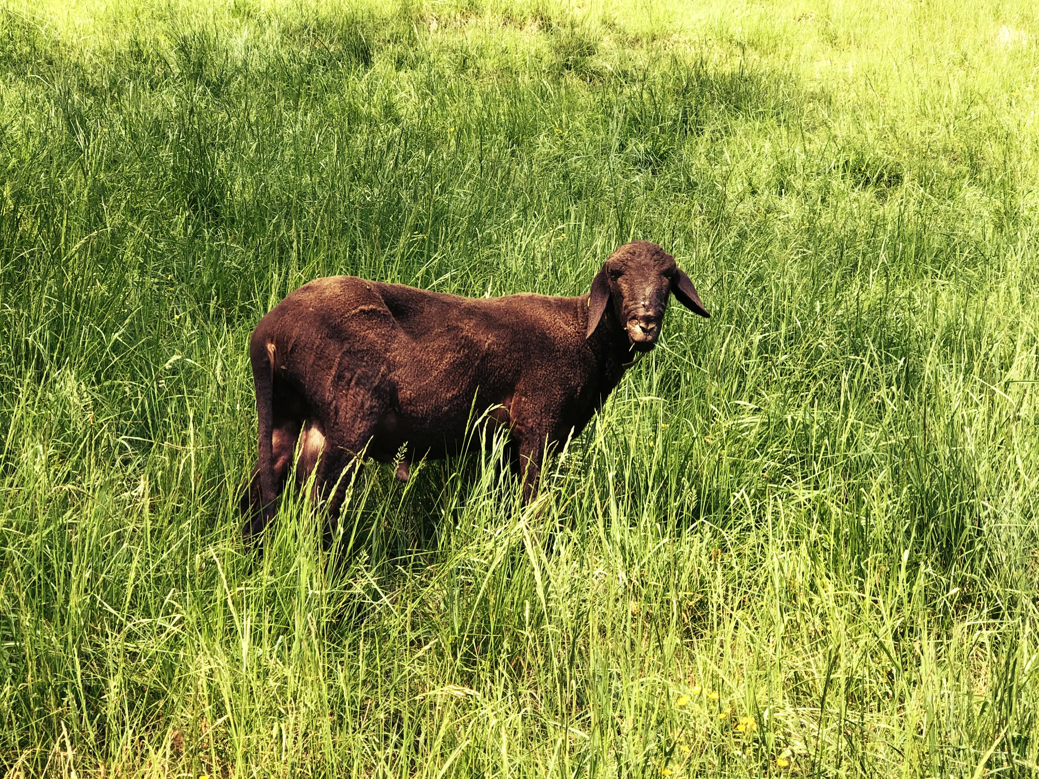 Mit ein bisschen Glück entdeckt man neben Bibern auf andere Tiere in Pfyn in der Ostschweiz.