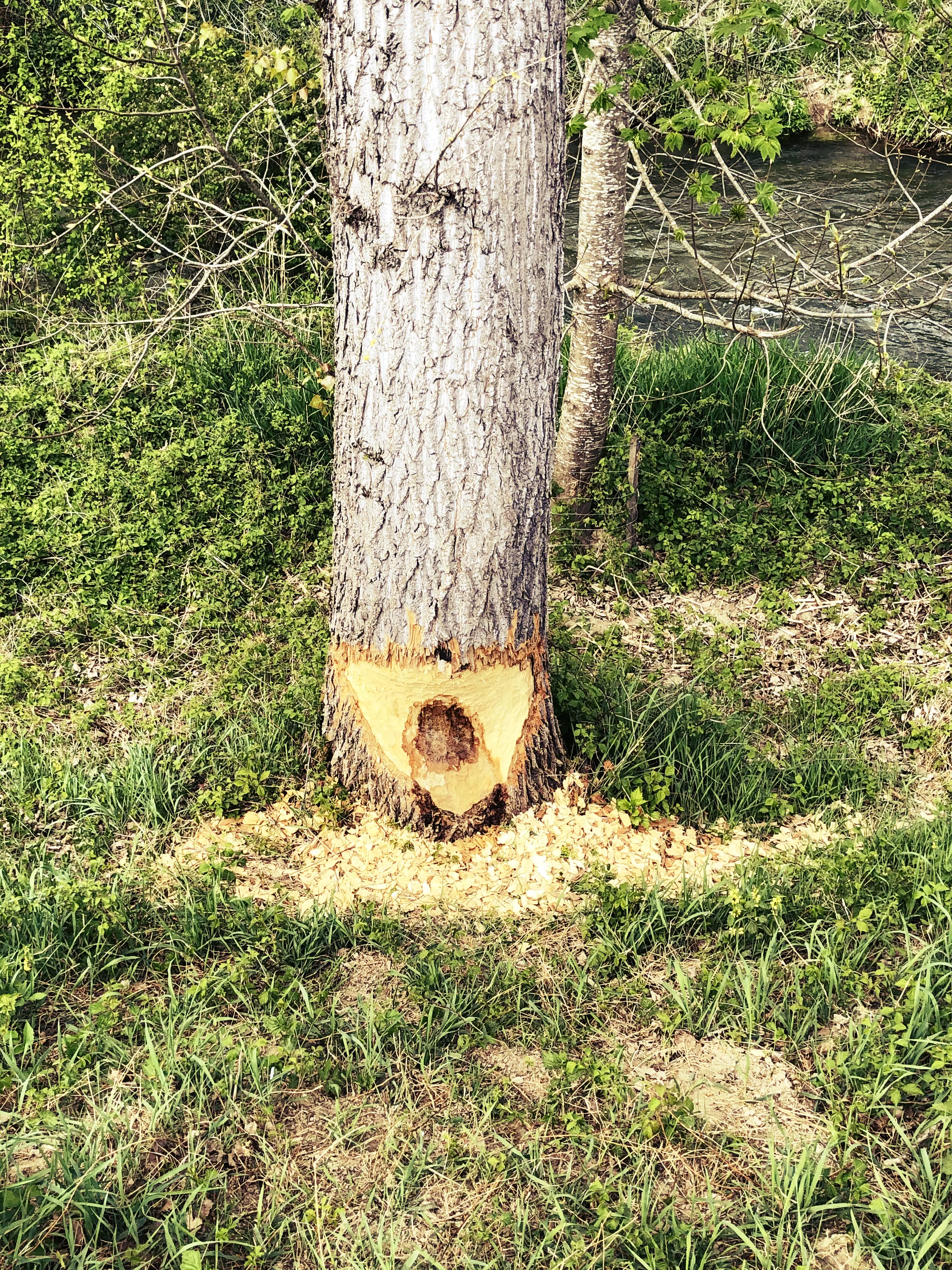 Einige Bäume, die man auf dem Spaziergang entlang des Biberpfades sehen kann, wurden bereits angenagt.
