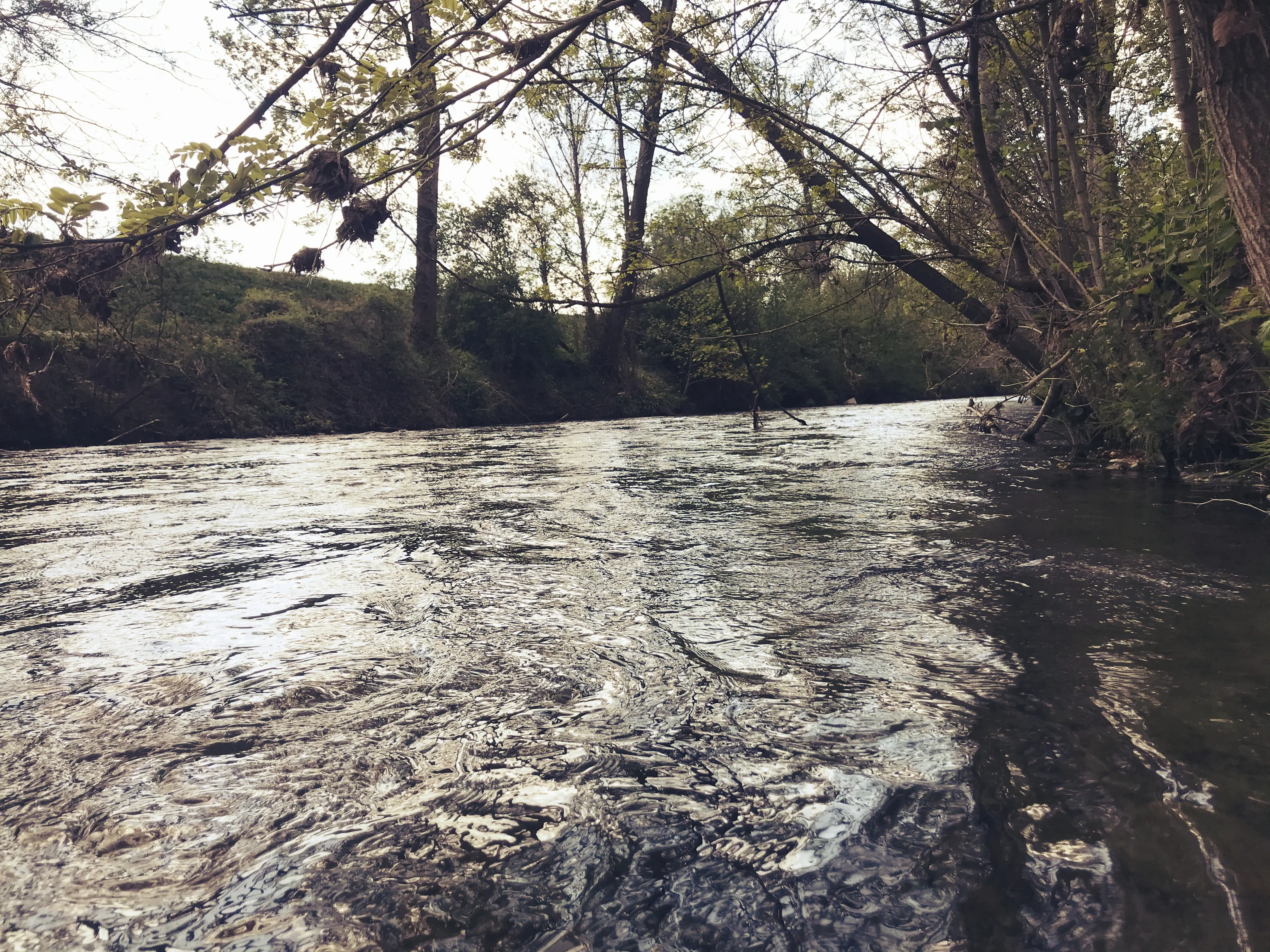 Das Wasser des Chemebachs ist größtenteils klar und es lassen sich einige Fische entlang des Biberpfads in Pfyn entdecken.