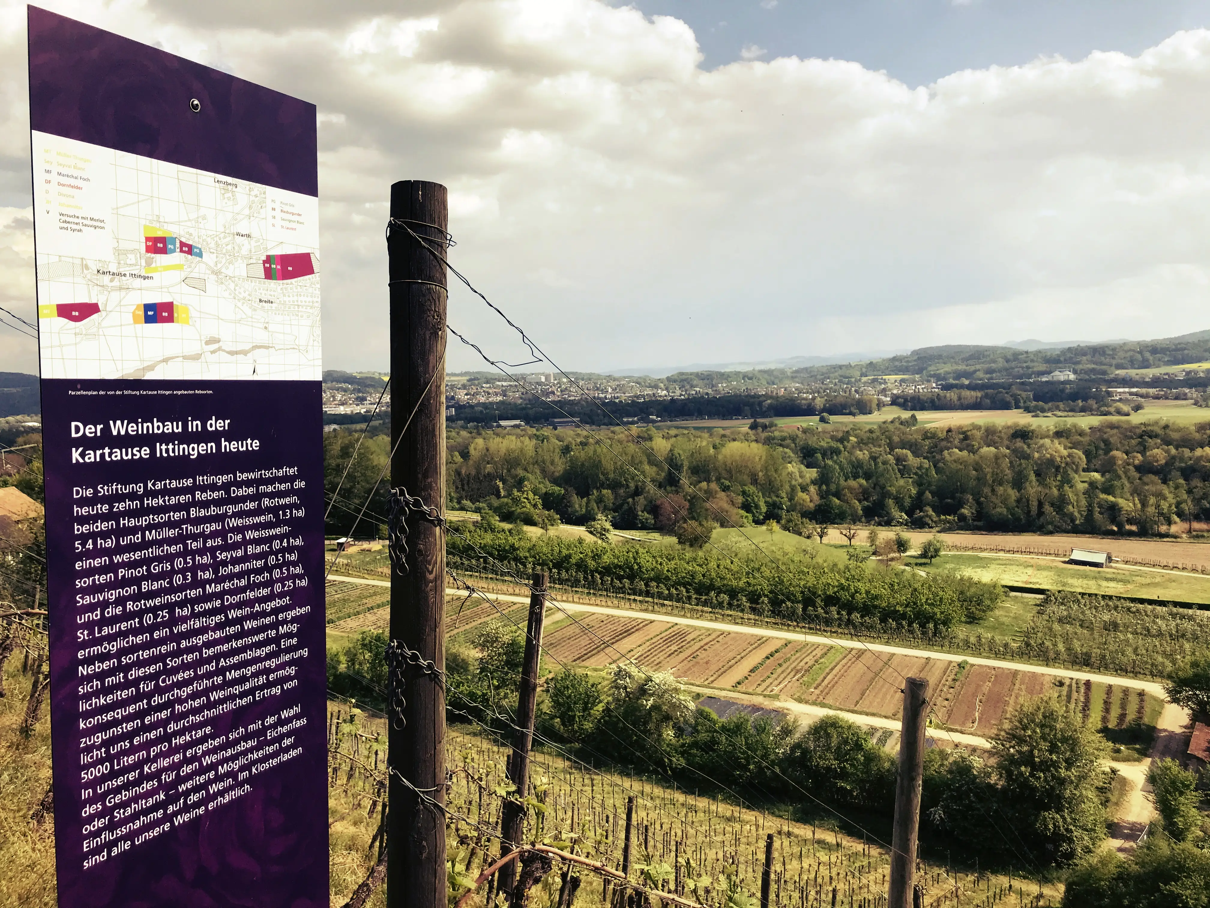 Die Localsbodensee starten ihren Besuch oberhalb der Weinberge der Kartause Ittingen in der Ostschweiz.
