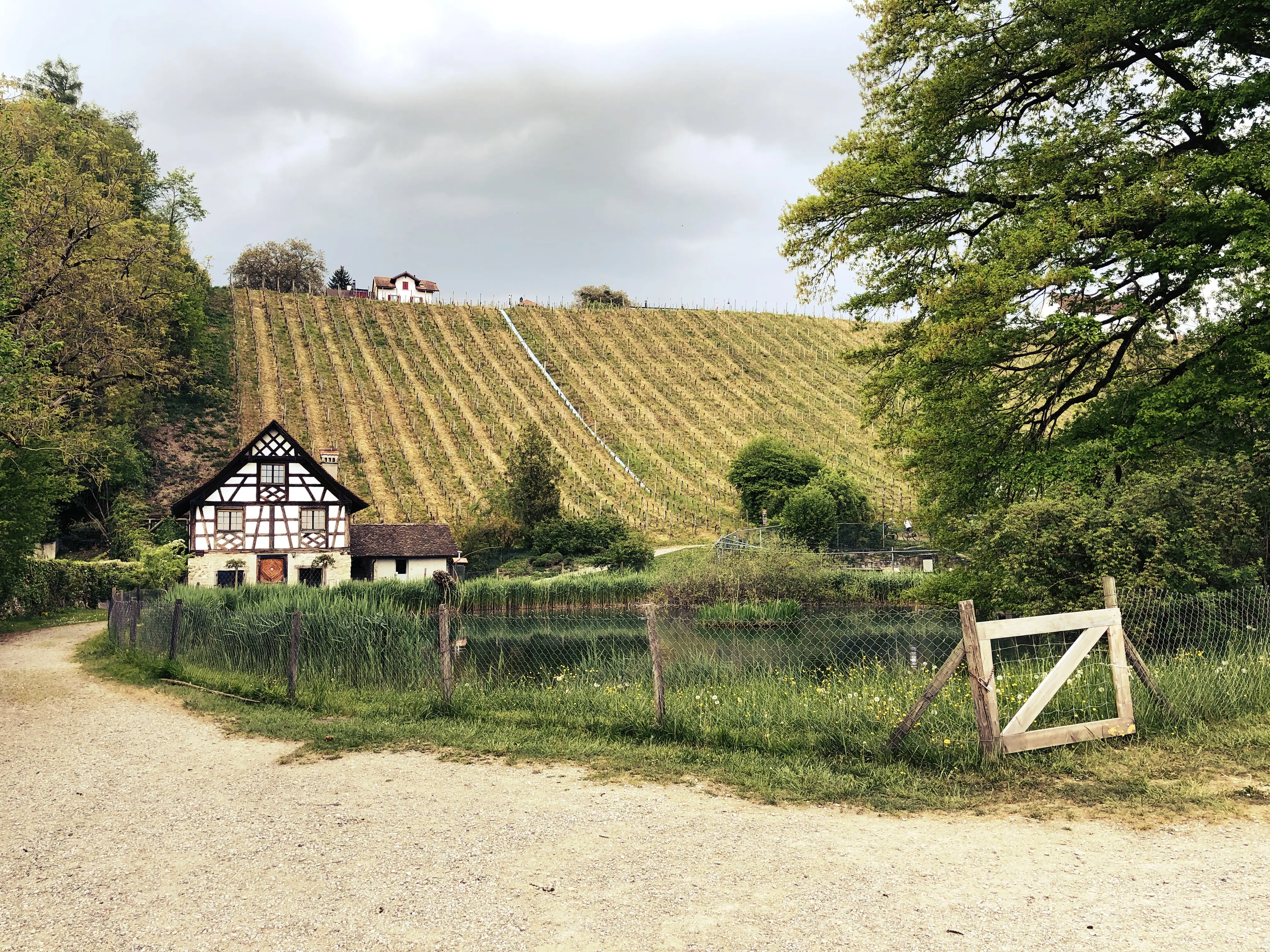 Zurück geht es für die Localsbodensee wieder durch den Weinhang der Kartause Ittingen in der Ostschweiz.