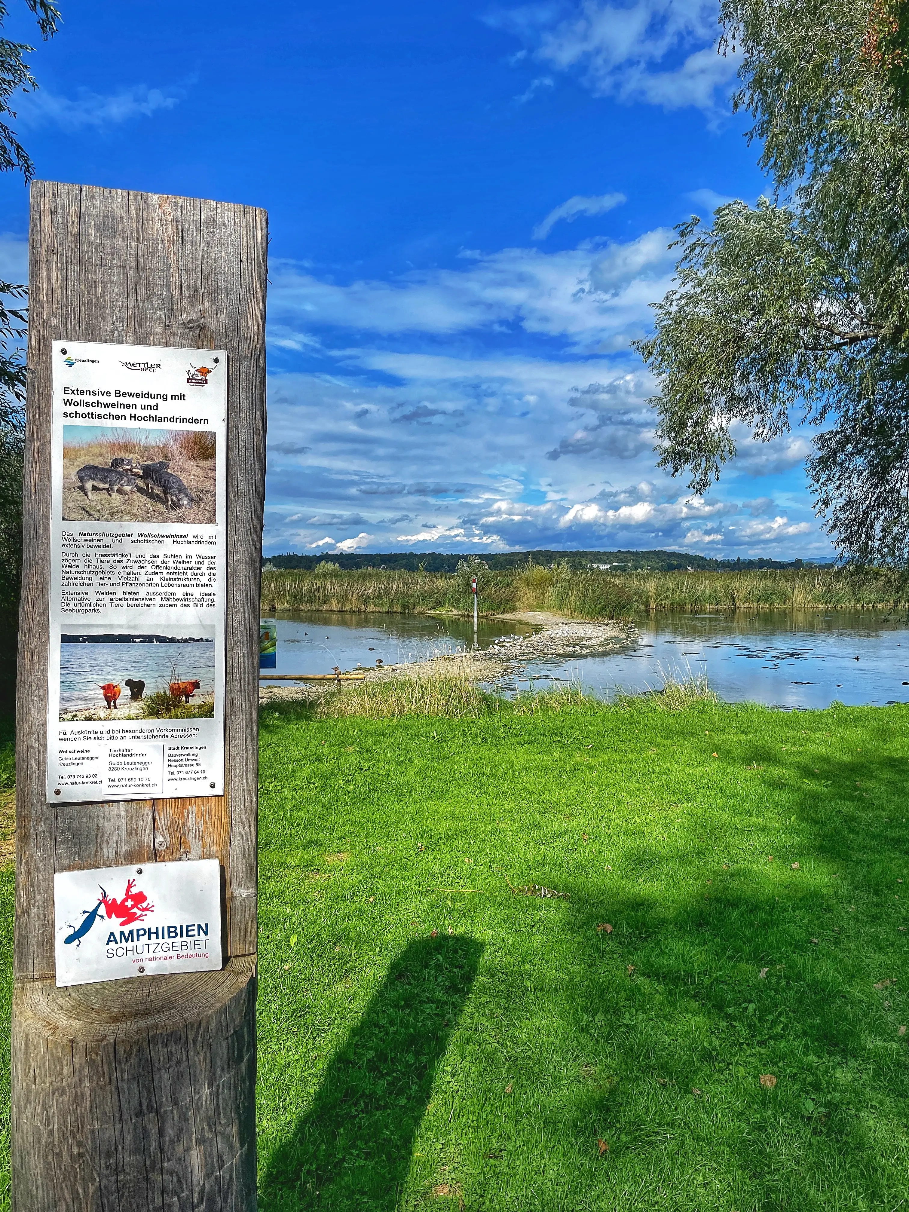 Auf der Wulesaueninsle im Seeburgpark Kreuzlingen leben Wollschweine sozusagen direkt im Bodensee.