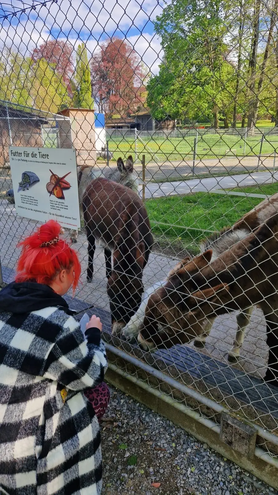 Der Tierpark in Kreuzlingen beherbergt Nutztiere wie Esel, Gänse, Schweine und Ziegen.
