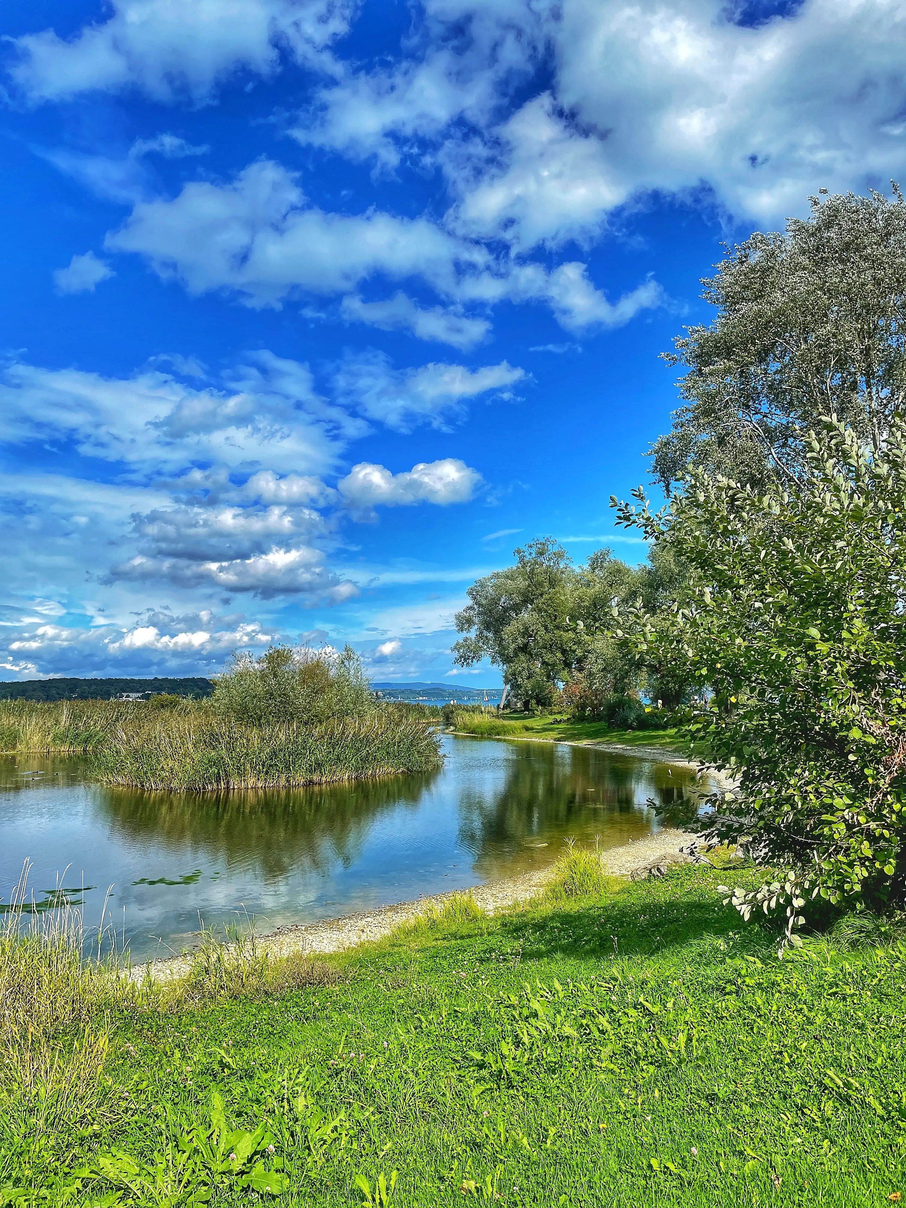 Die Wulesaueninsel bei Kreuzlingen ist ein Naturschutzgebiet und beherbergt viele einheimische Vögel, Wollsäue und Hochlandrinder.