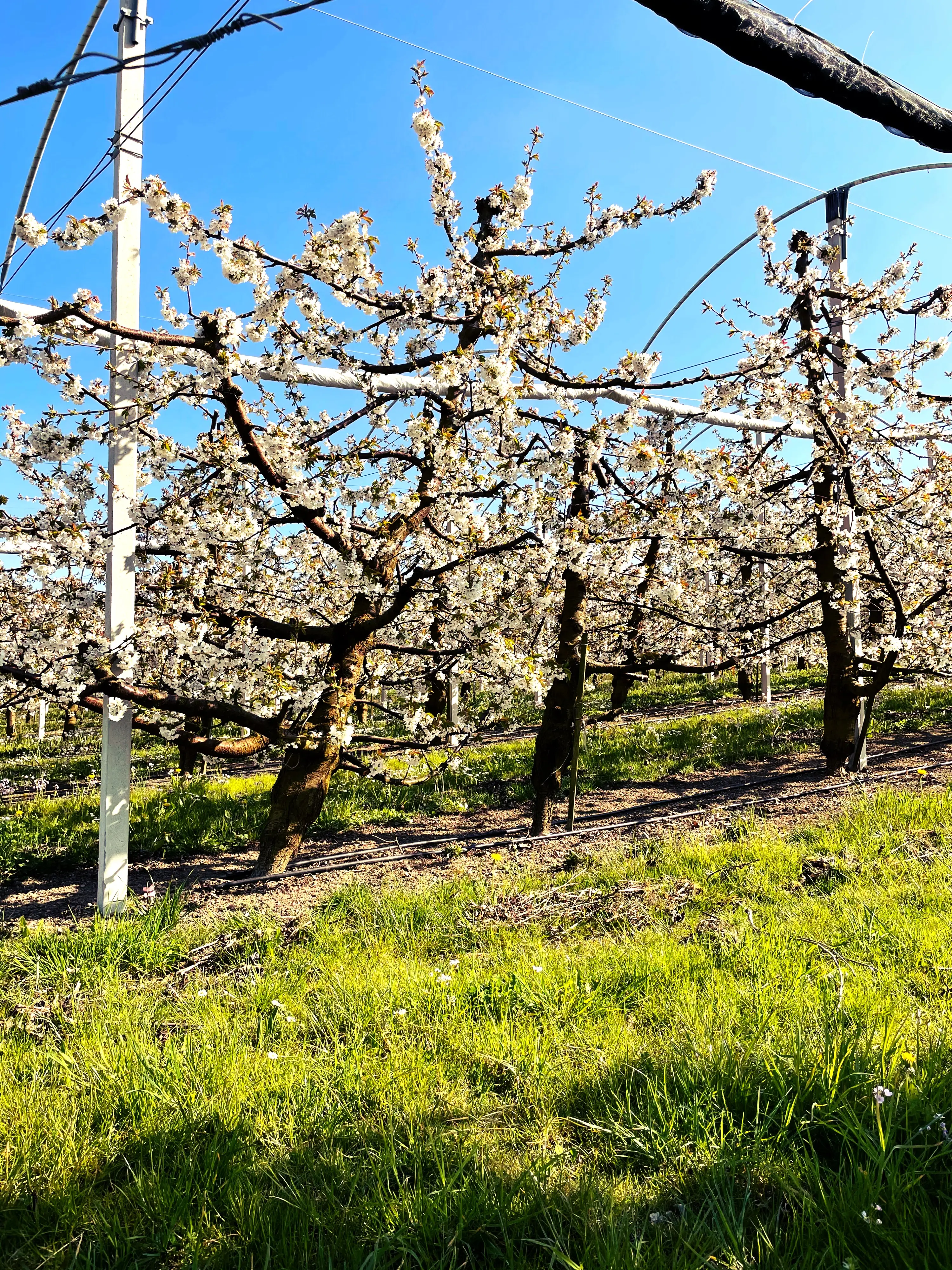 Als die Localsbodensee am Fabelweg im Thurgau unterwegs waren, standen die Obstbäume in voller Blüte.