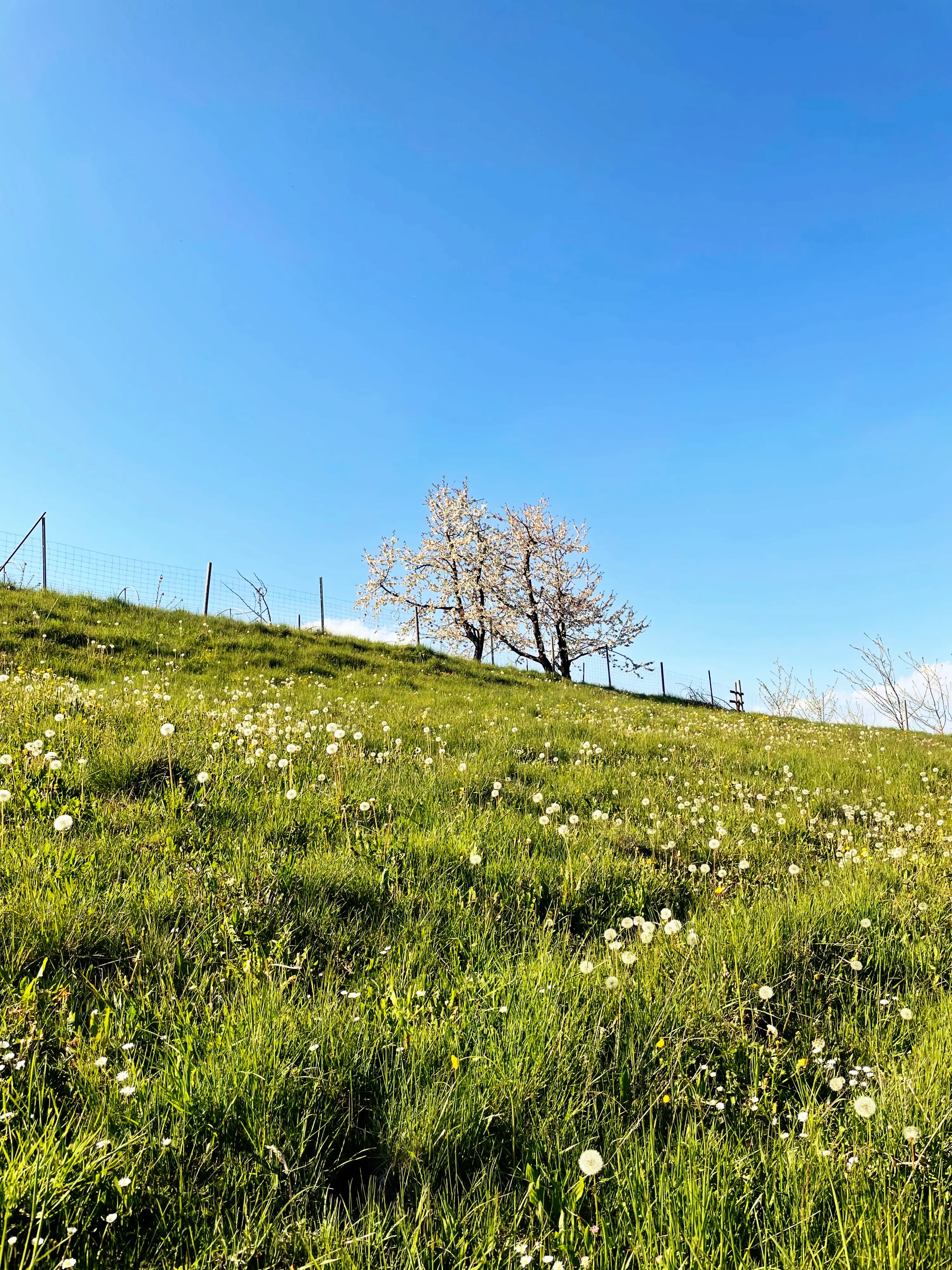 Apfelbäume prägen die Anbaugebiete im schweizer Kanton Thurgau und sind natürlich auch entlang des Fabelwegs zu finden.