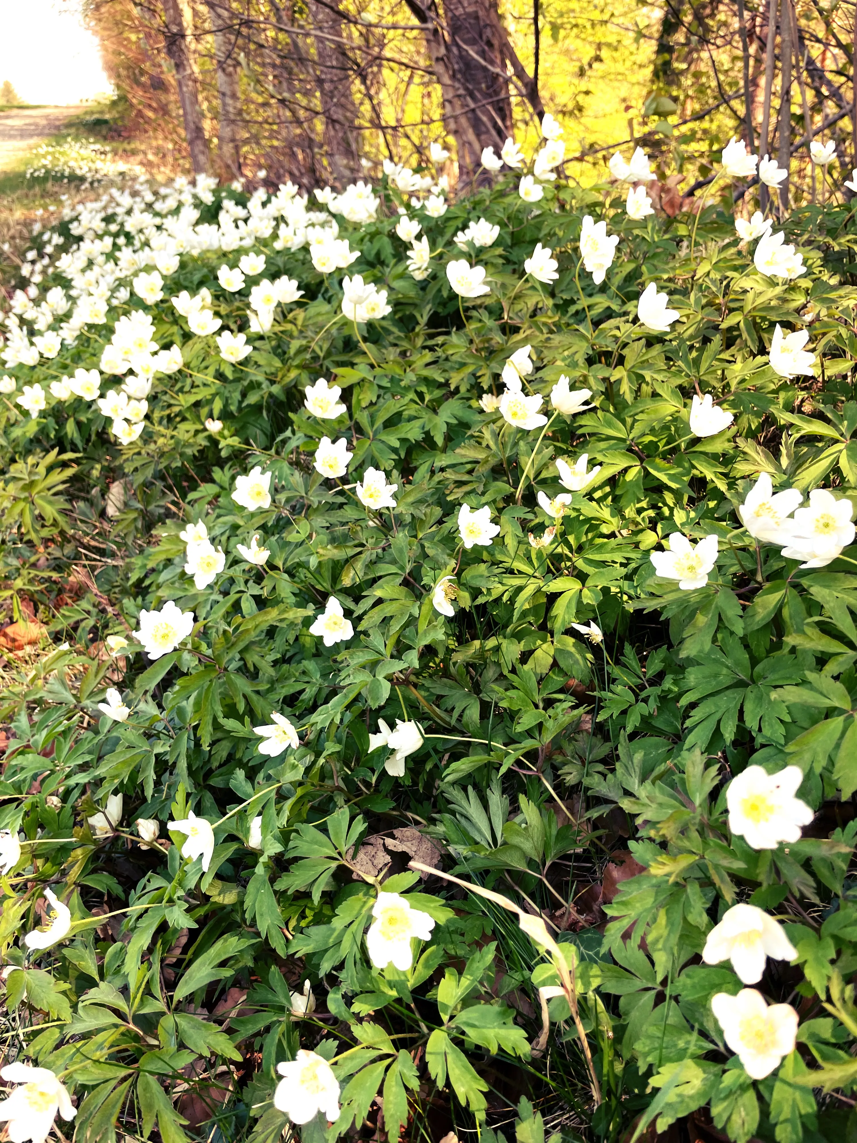 Am Wegrand des Thurgauer Fabelwegs findet man die verschiedensten Blumen und Pflanzen.