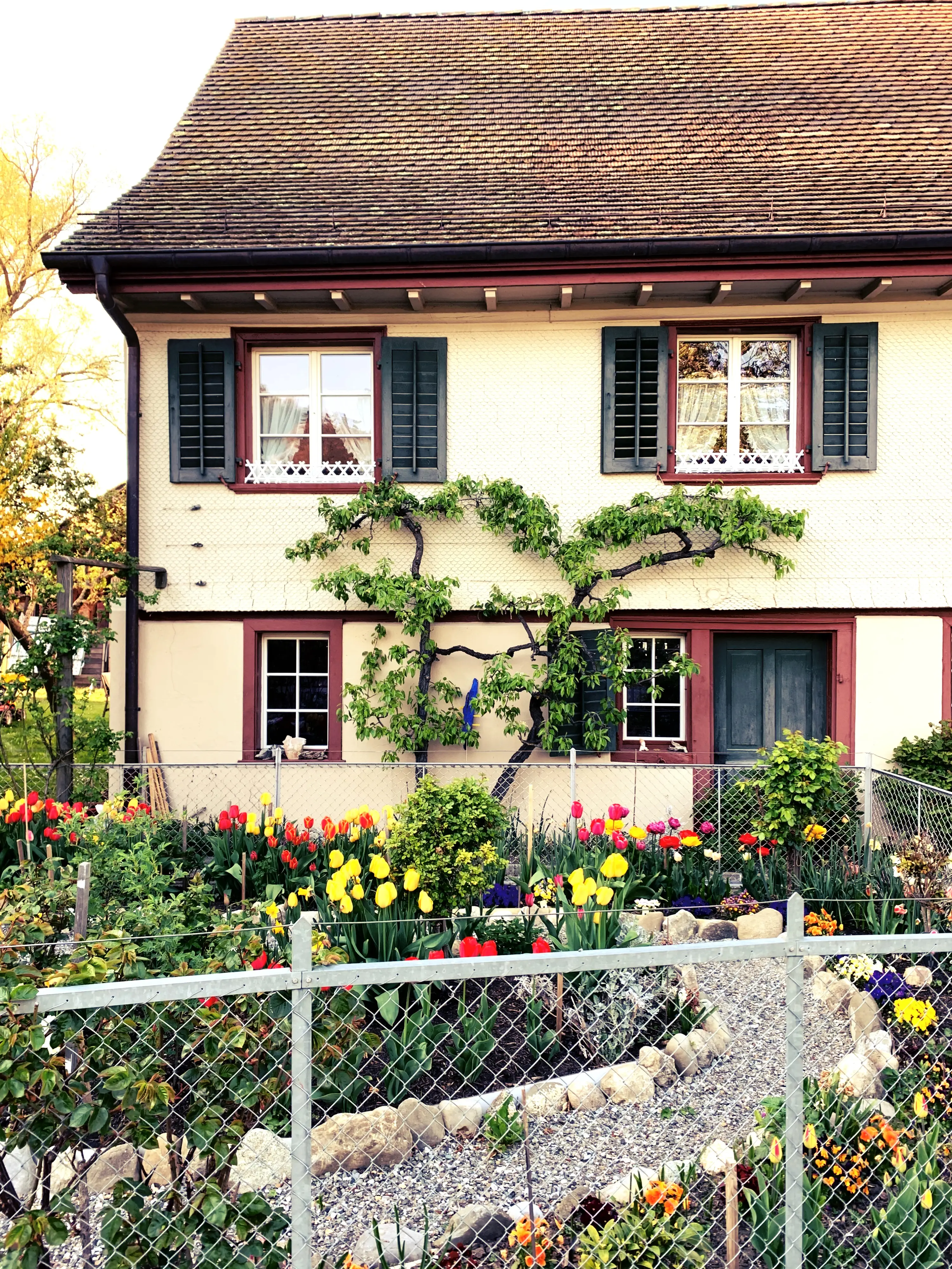 In Steckborn angekommen werden die Localsbodensee von kleinen Häusern mit Blumenbeeten im Vorgarten begrüßt.