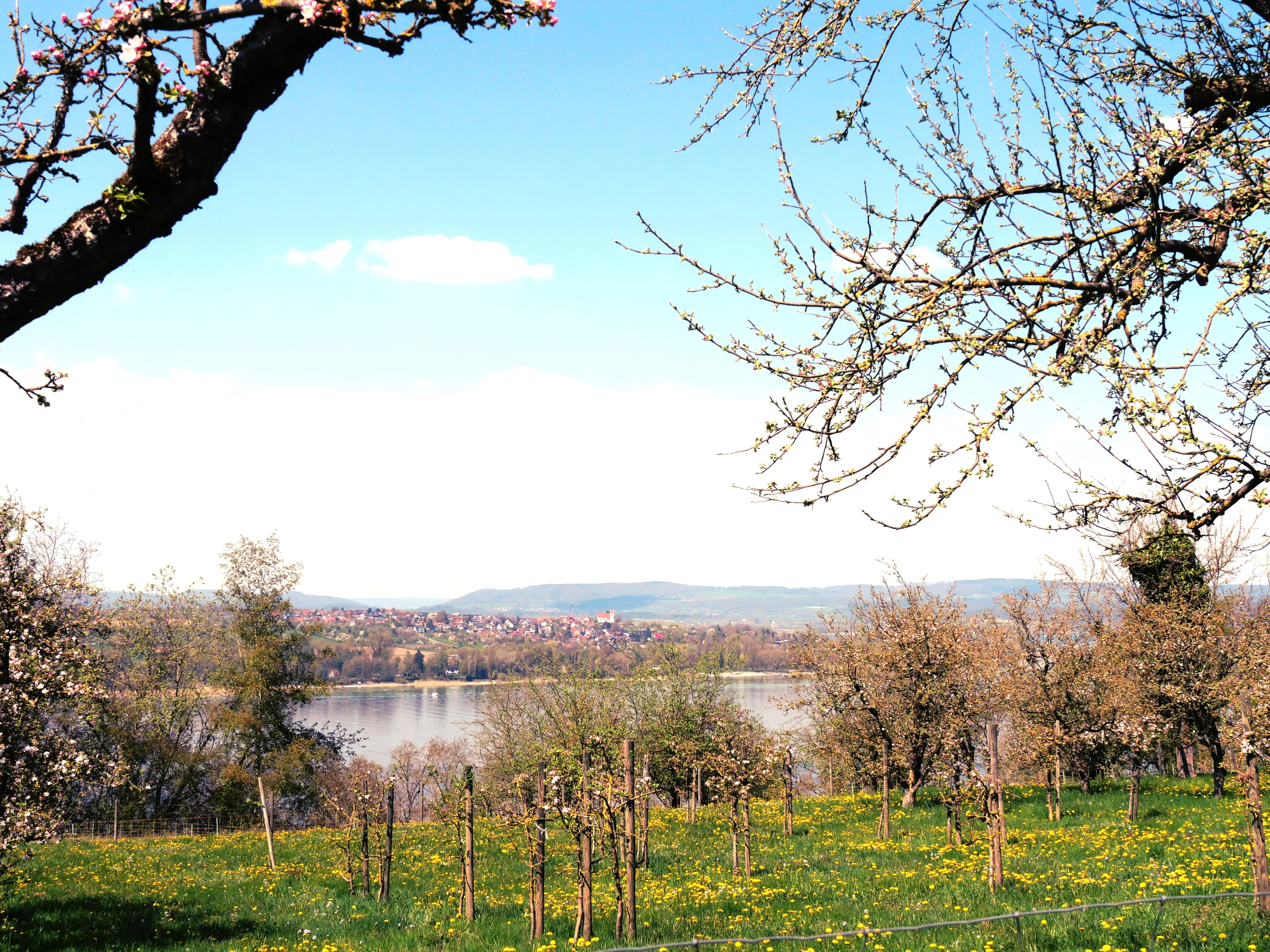 Teilweise ist die Sicht auf den Bodensee durch Streuobstwiesen versperrt.