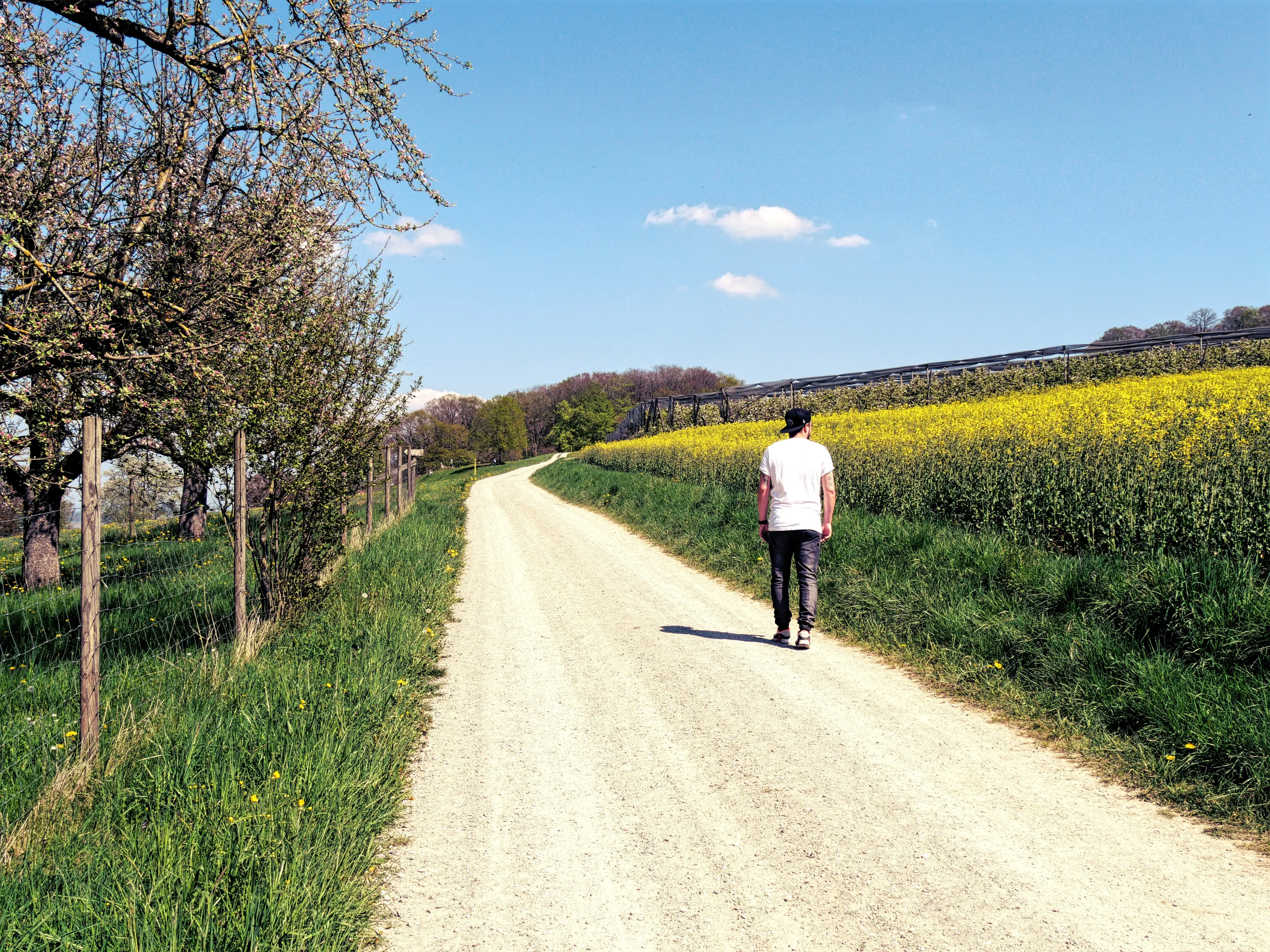Die Route des Fabelwegs führt die Localsbodensee über Feldwege und Wiesen.