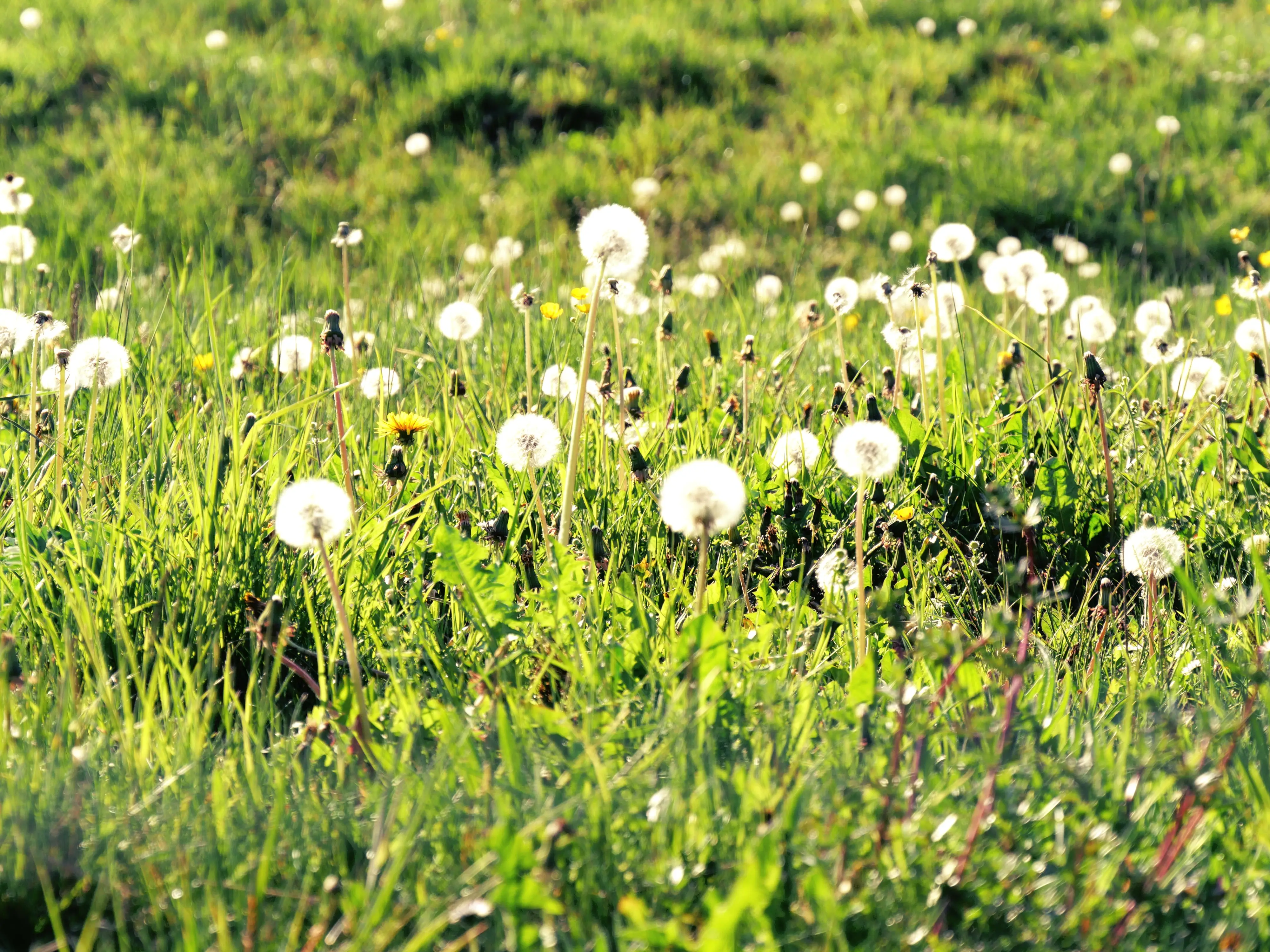 Grüne Wiesen nahe des Bodensees mit Pusteblumen laden die Kinder zum Entdecken ein.