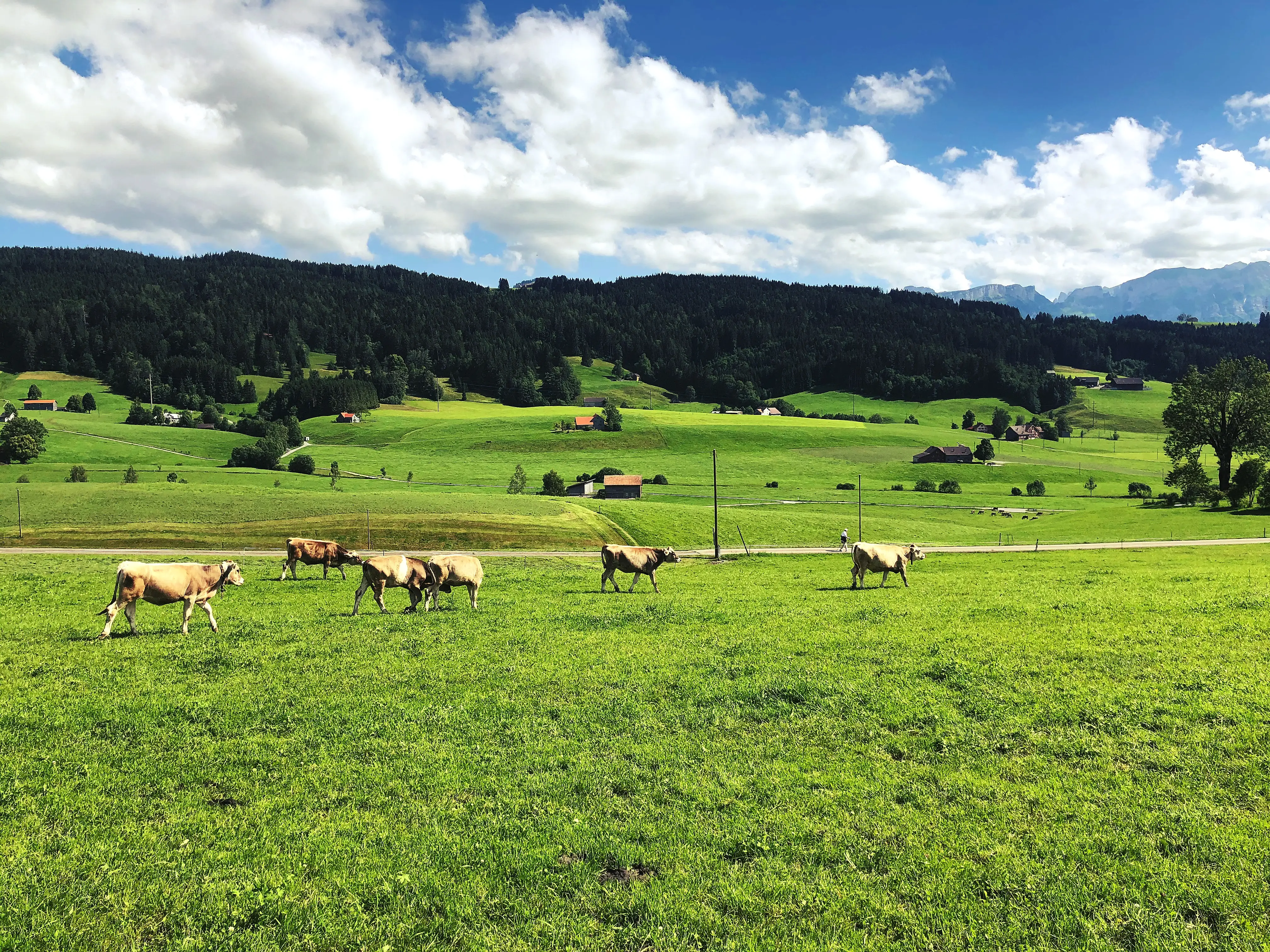 Auch Kühe fühlen sich auf den Wiesen im saftigen grün im Appenzell sehr wohl.