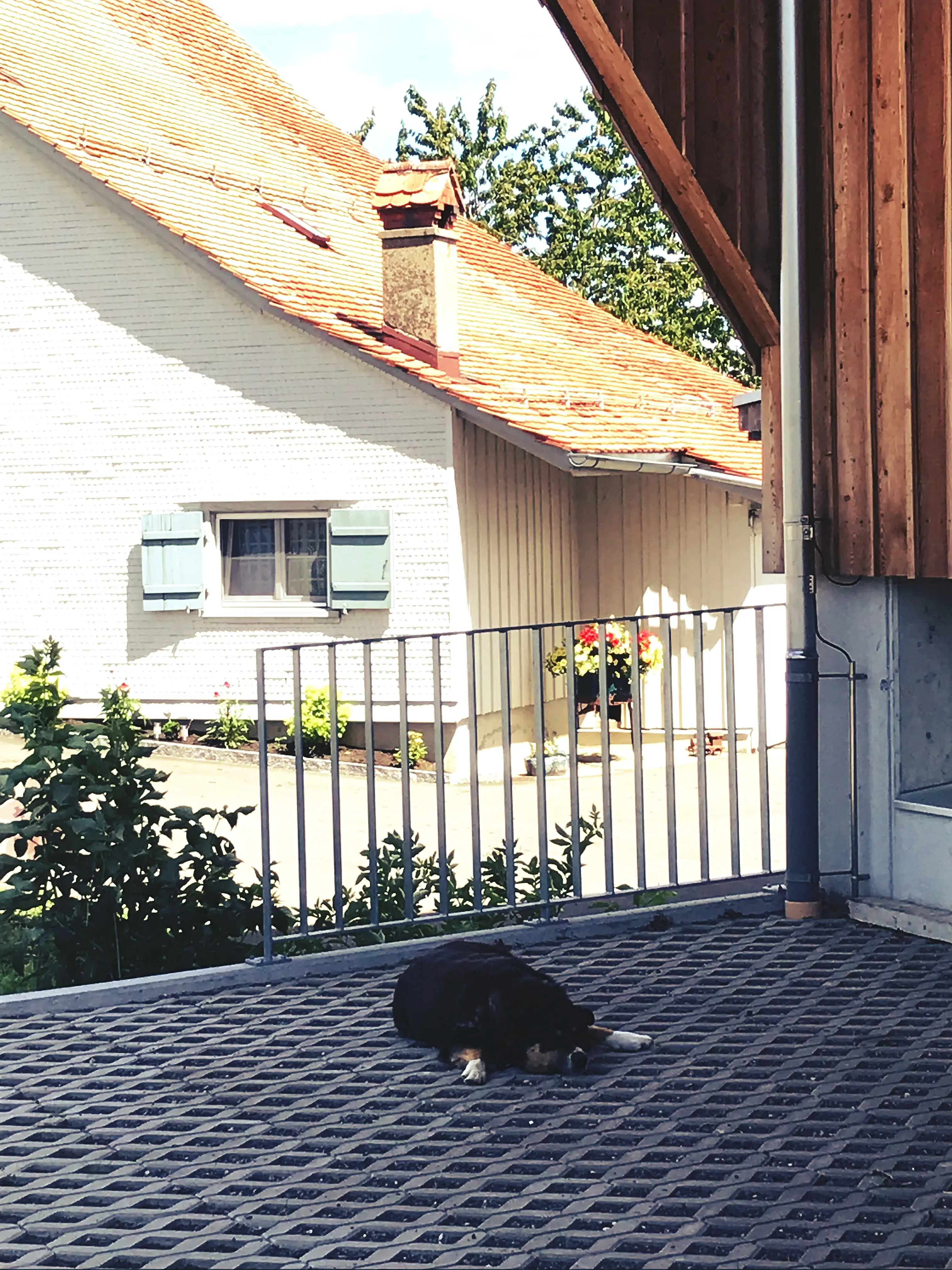 Alle Tiere suchen sich im Sommer ein schattiges Plätzchen im Tierpark in der Bodenseeregion Ostschweiz.