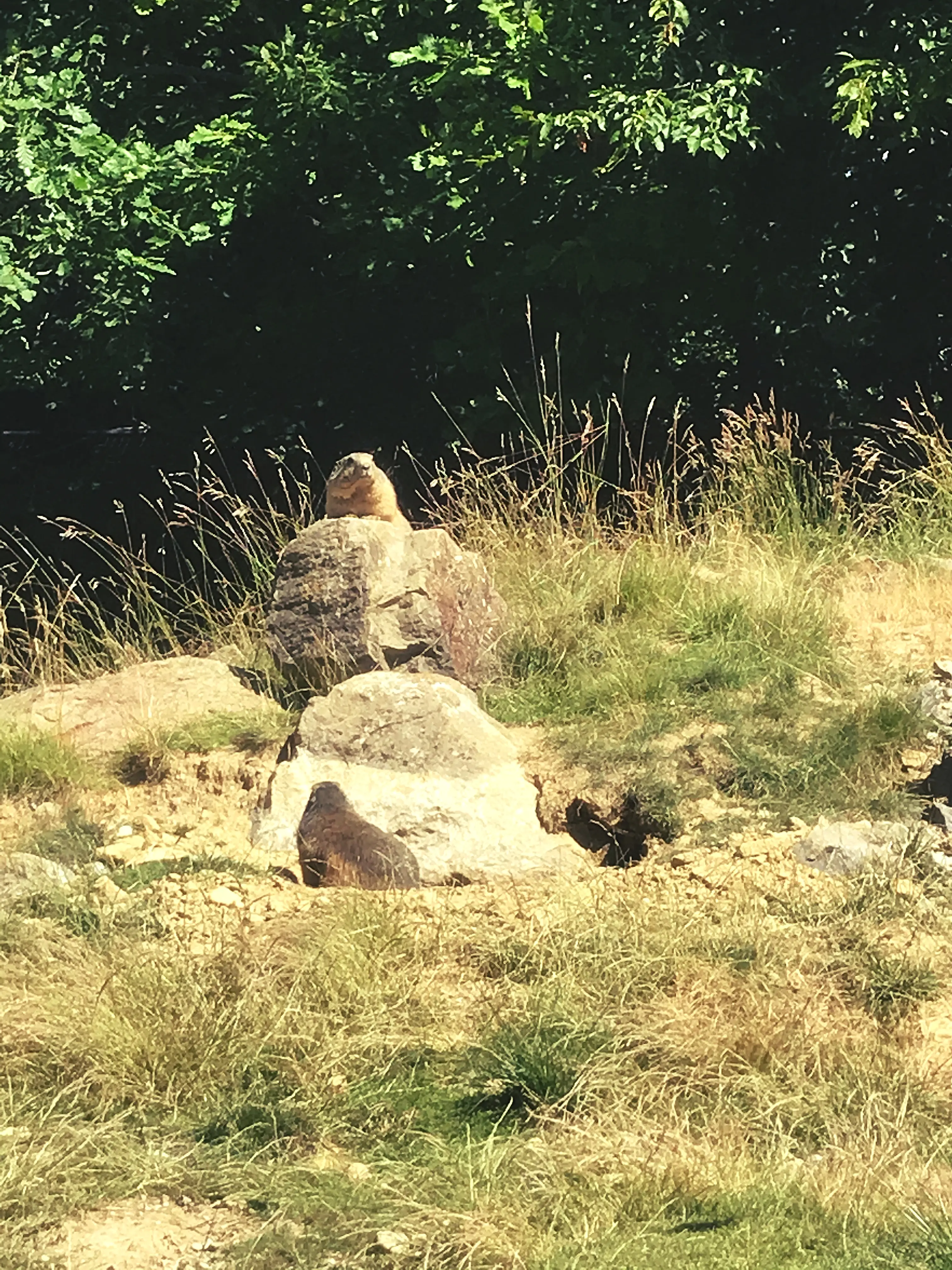 Mit etwas Glück kann man die scheuen Murmeltiere im Tierpark Peter und Paul entdecken.