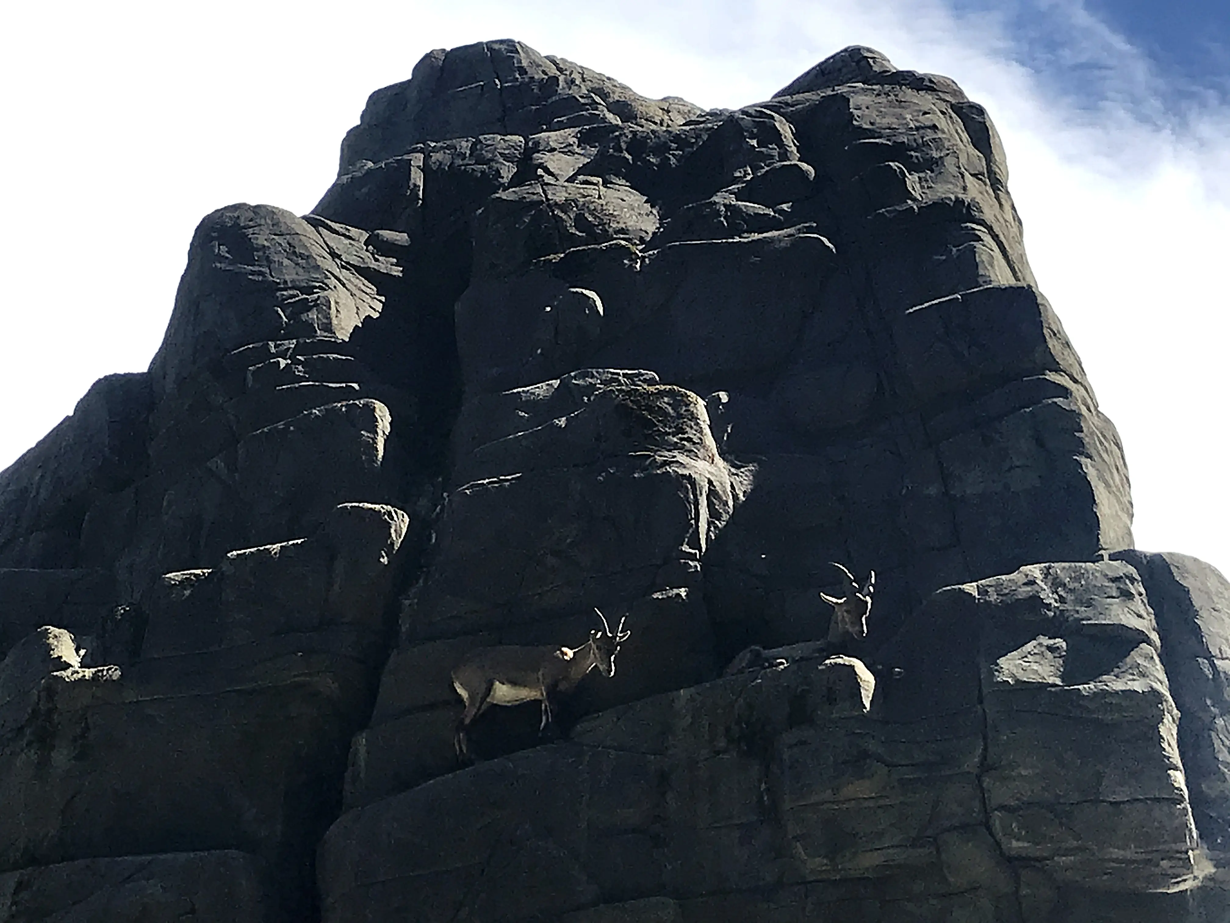 Hoch oben auf den Felsen des Tierparks in St. Gallen fühlen sich die Steinböcke am wohlsten.