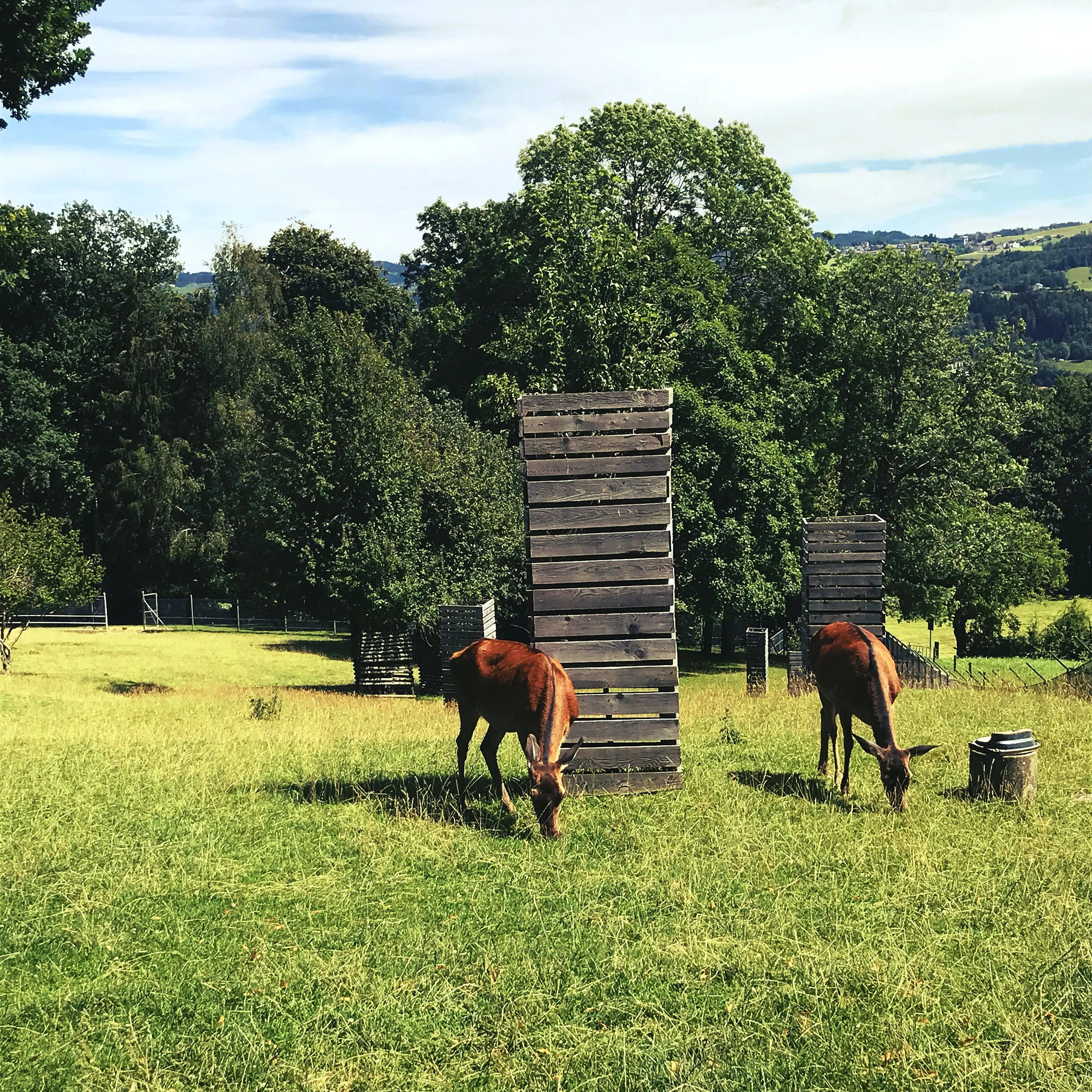 Spaziergang durch den Wildpark Peter und Paul in St. Gallen