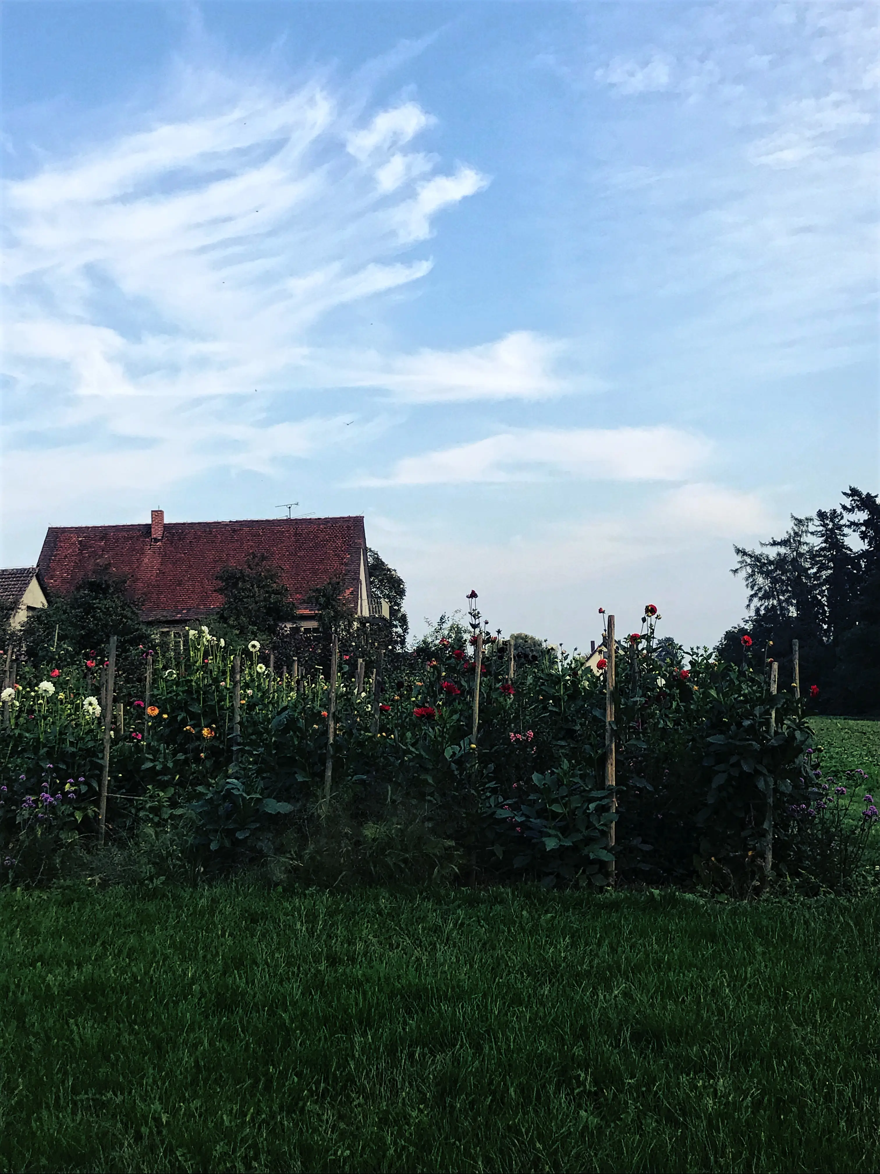Blumenbeete auf der Insel Reichenau schmücken viele Gärten.