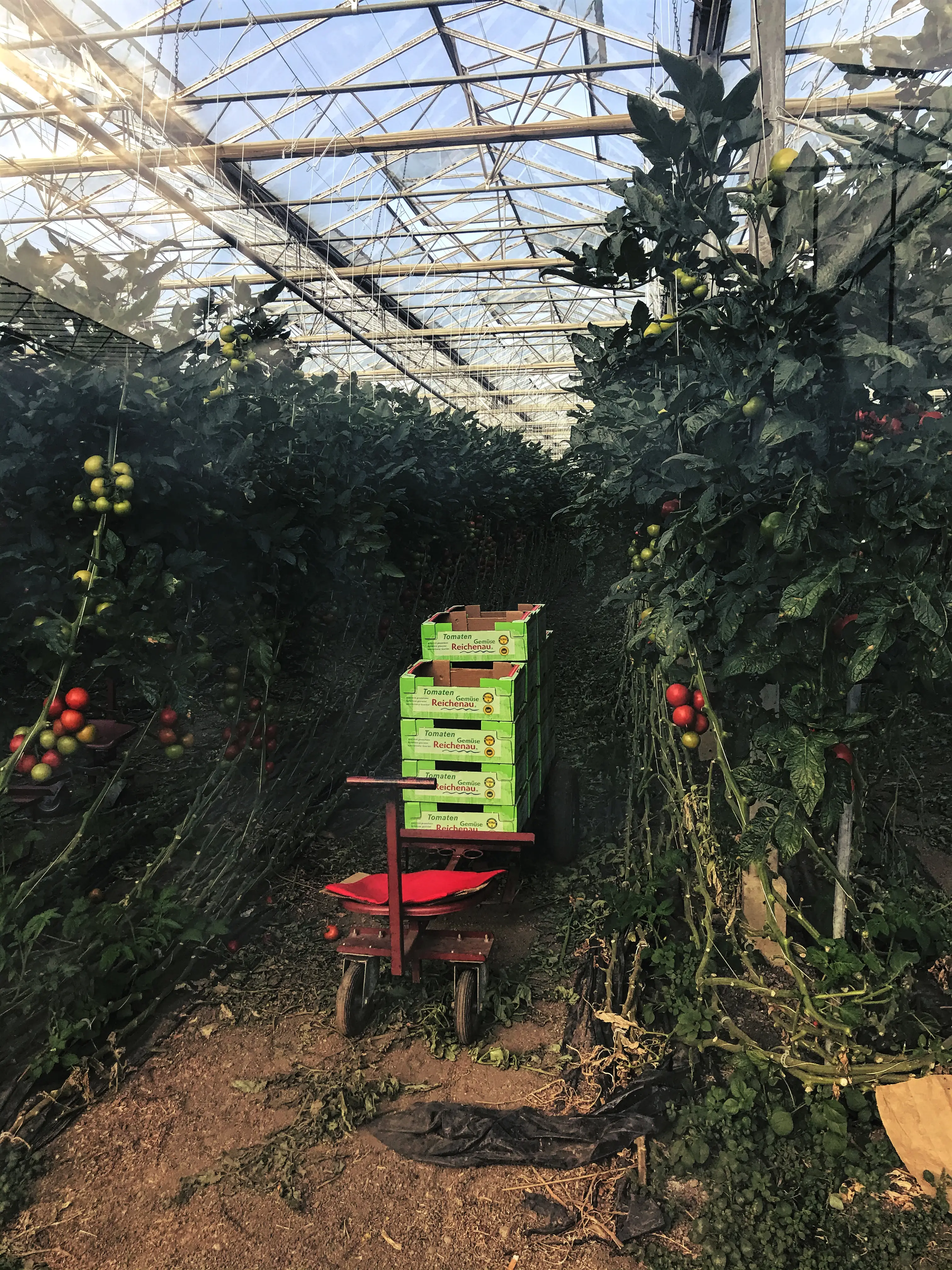 Vorallem auch Tomaten werden in einigen Gewächshäusern auf der Reichenau angebaut. Sie zählen zu den beliebtesten Gemüsesorten am Bodensee.