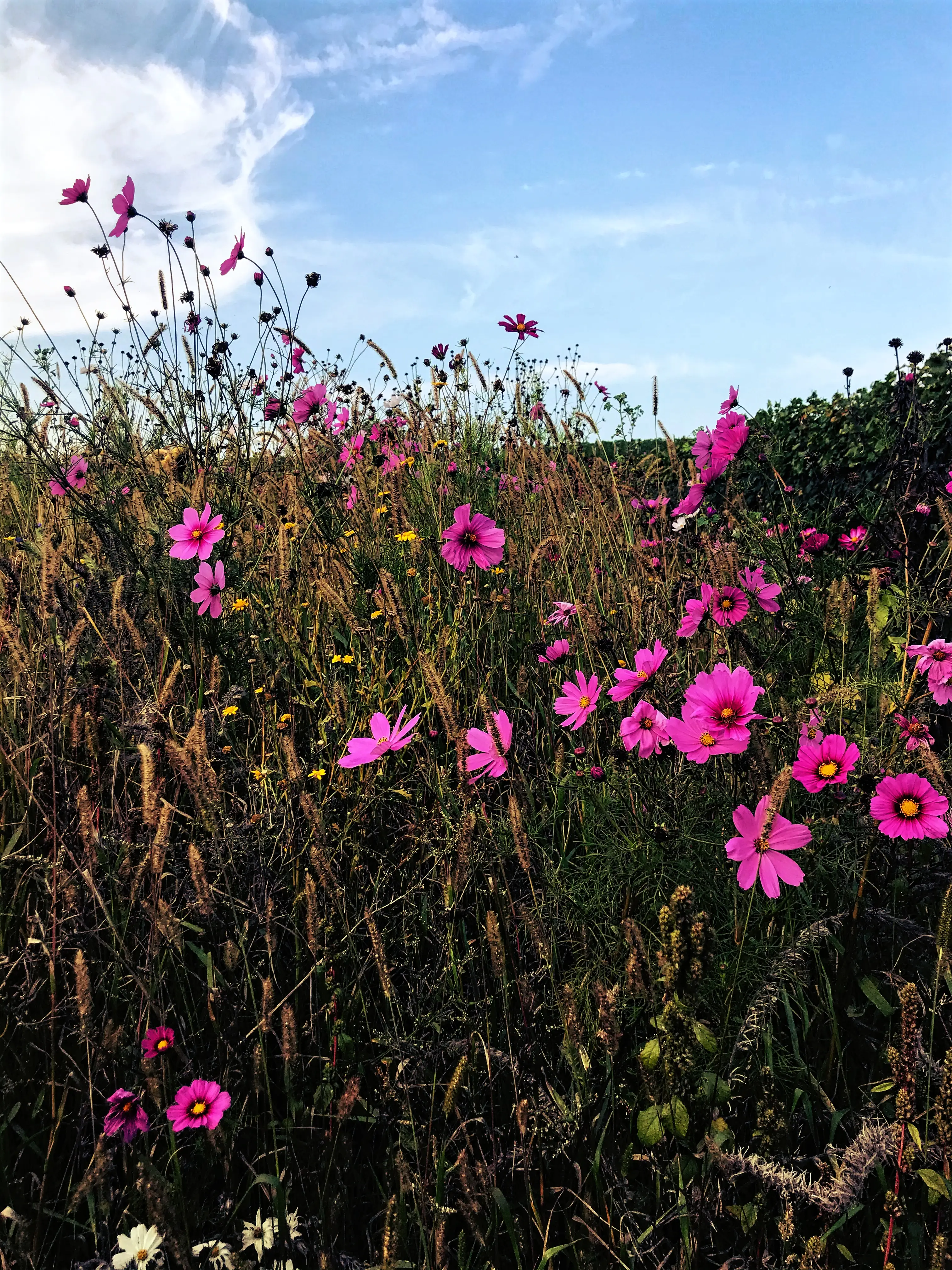 Wildblumen sind auf der Reichenau an jeder Ecke zu finden und können teilweise auch selbst geschnitten werden.